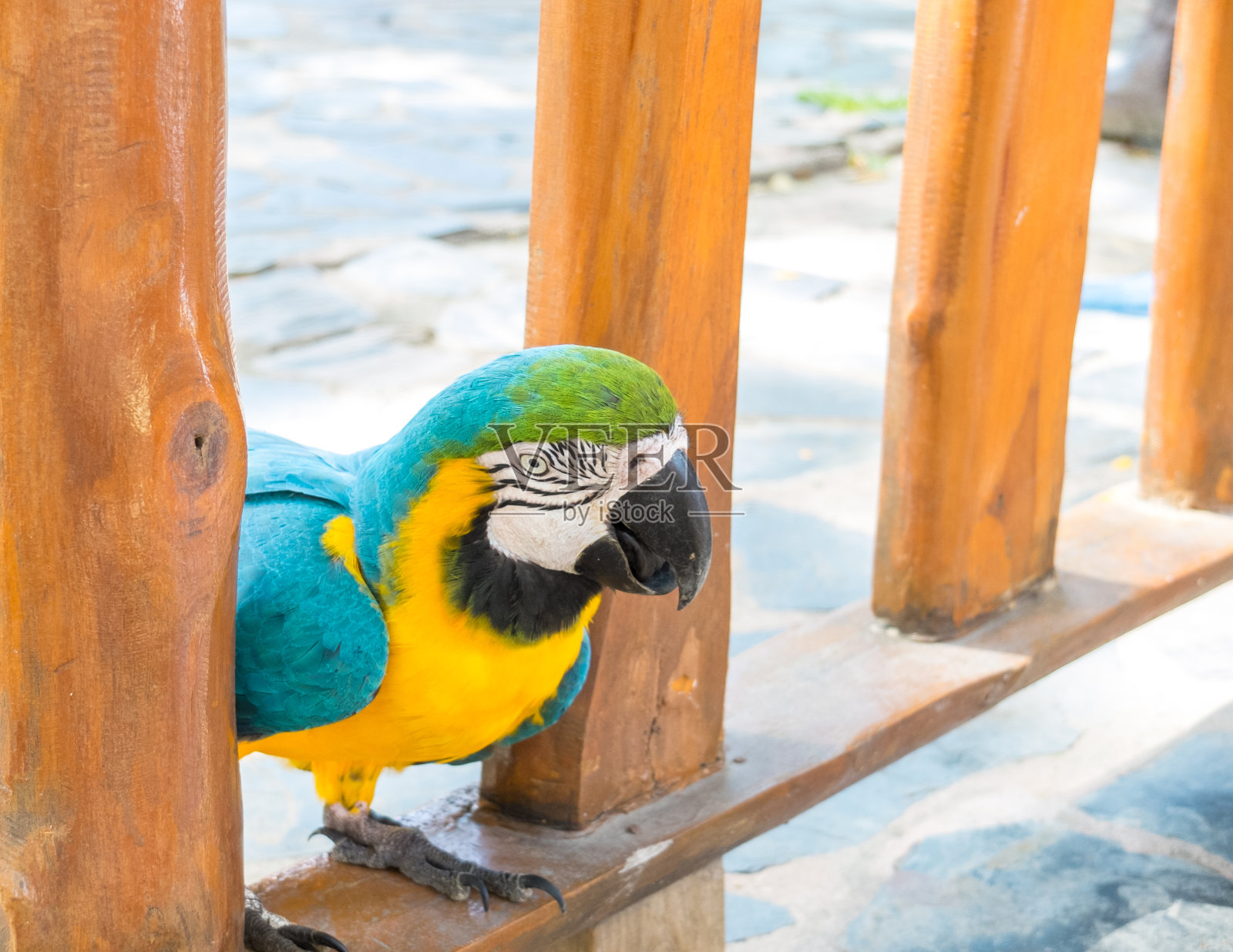 木栅栏上的蓝色和黄色金刚鹦鹉用作模板照片摄影图片