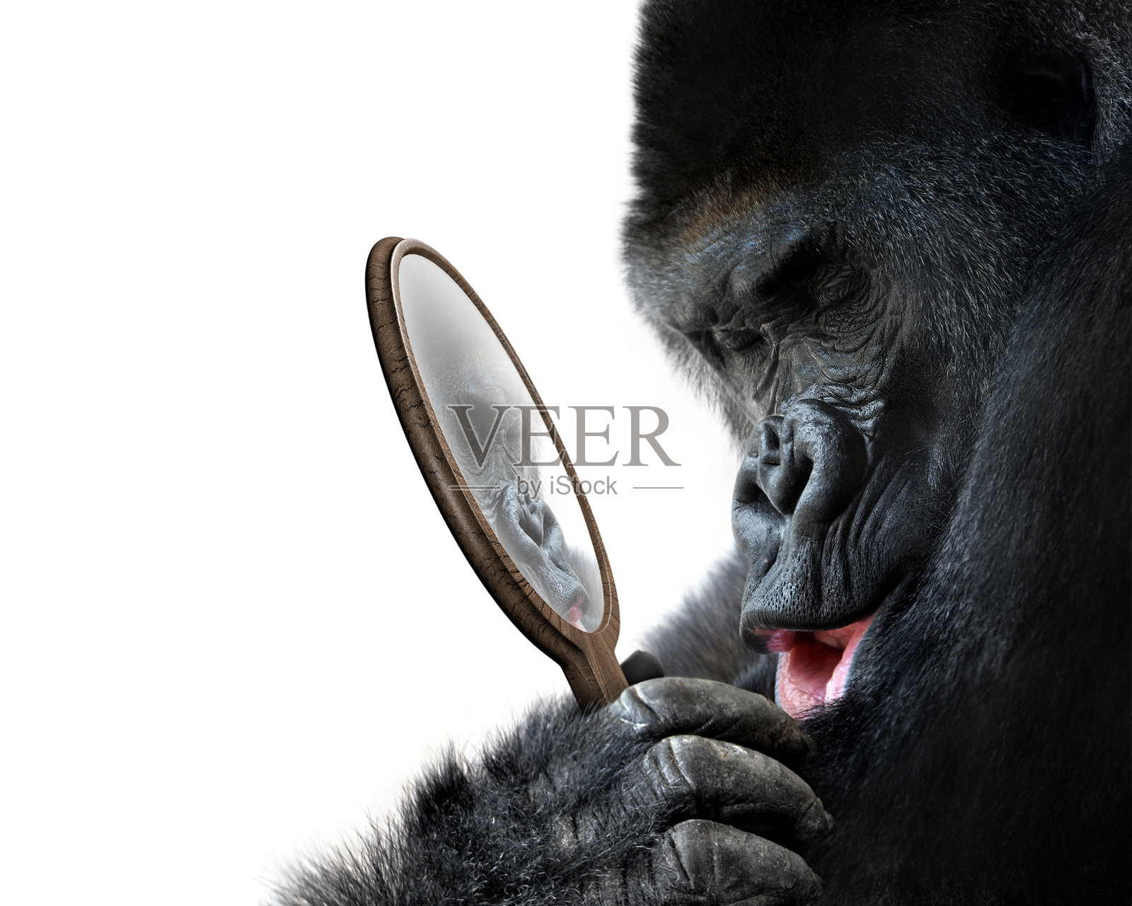 好奇的大猩猩看着镜子里英俊的自己，可爱地笑着照片摄影图片