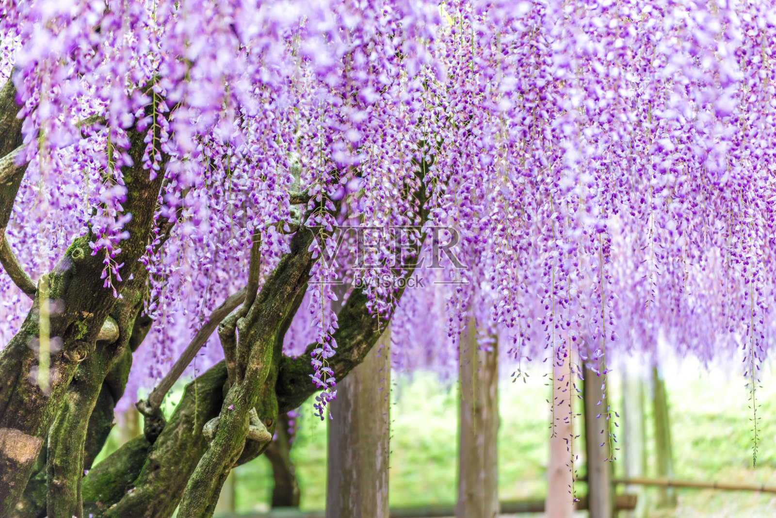 富士花园的紫藤树(日本)照片摄影图片