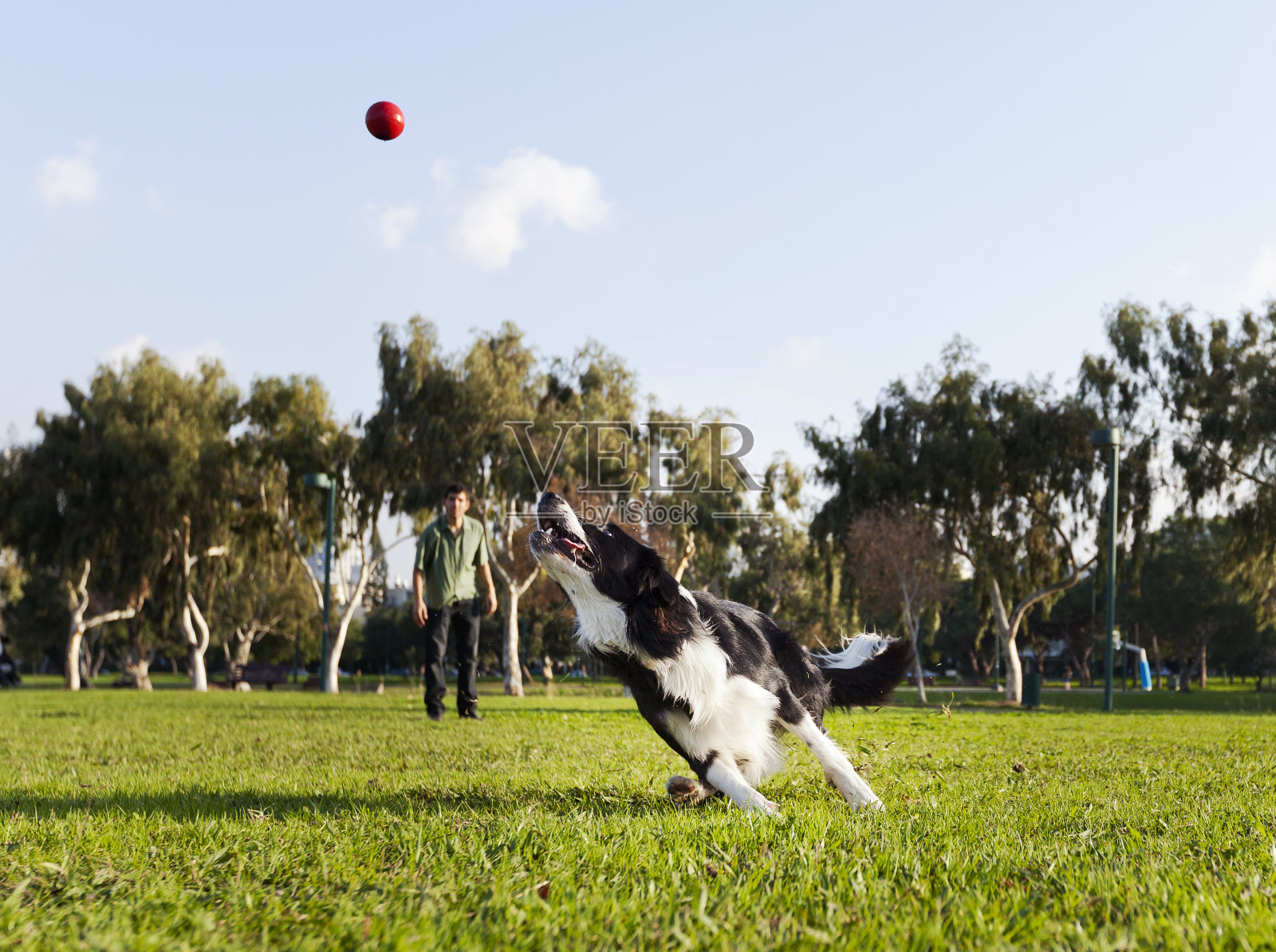 边境牧羊犬在公园追逐狗球玩具照片摄影图片