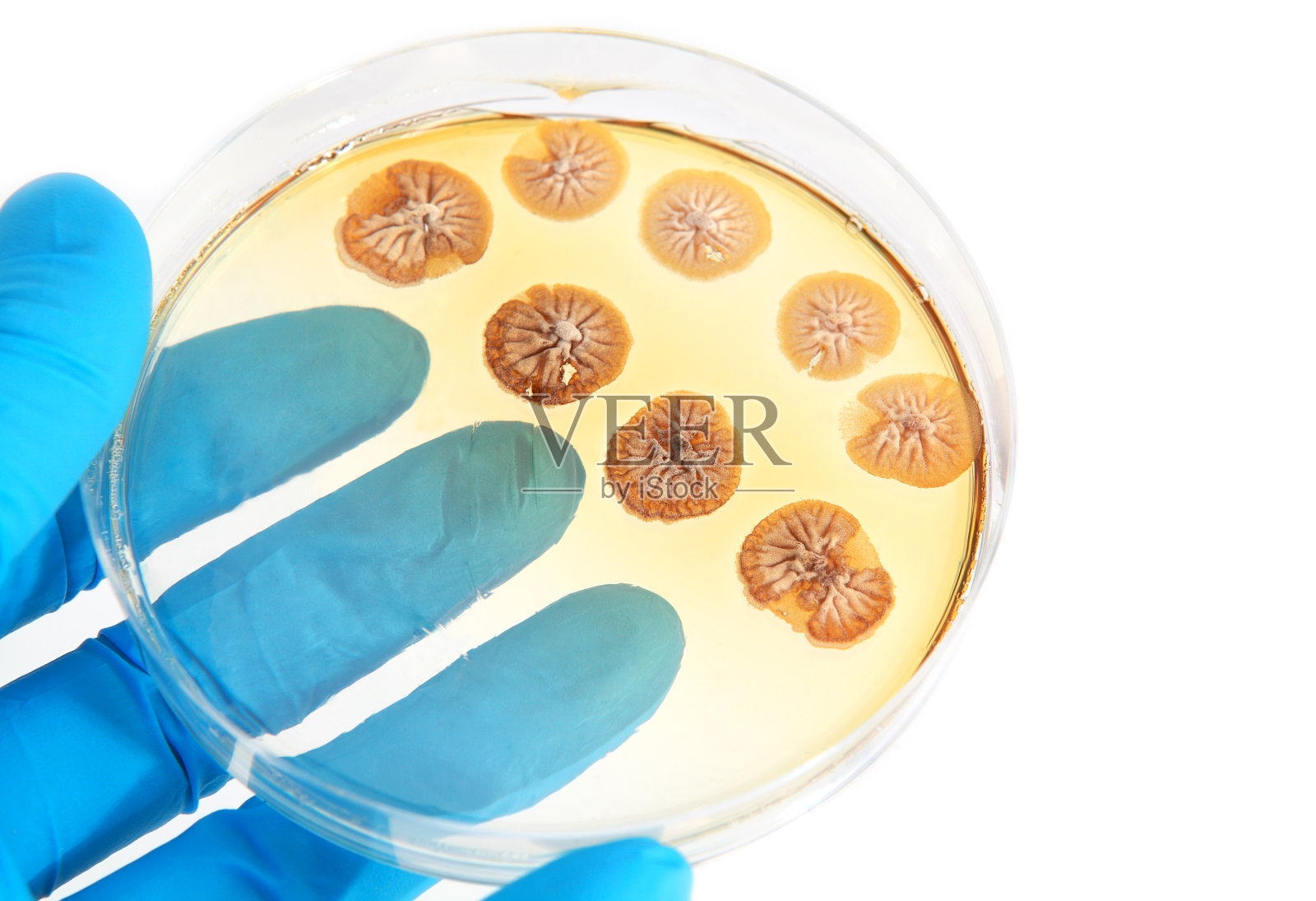 实验室琼脂平板上的真菌微生物照片摄影图片