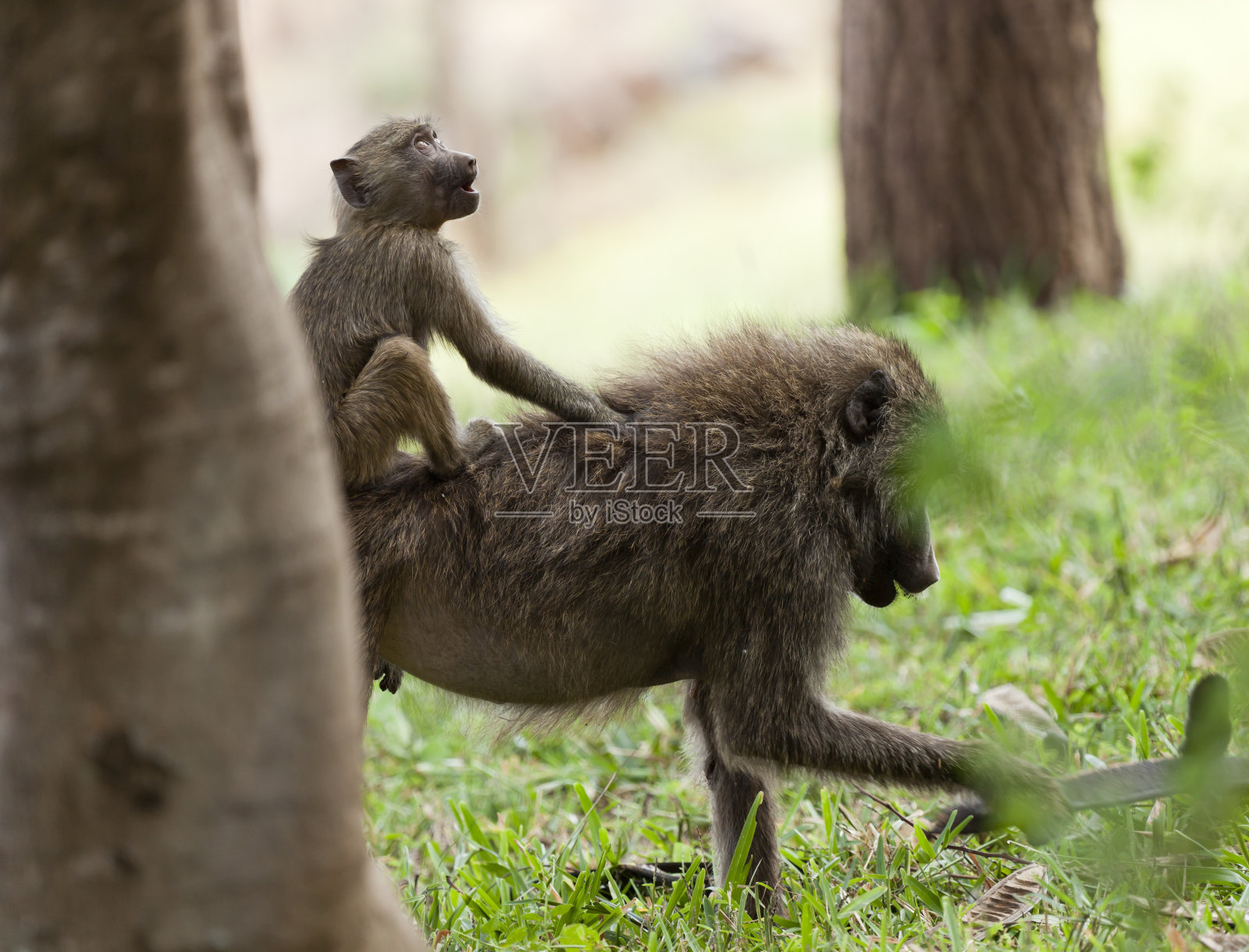 雌性狒狒和婴儿在觅食近距离照片摄影图片