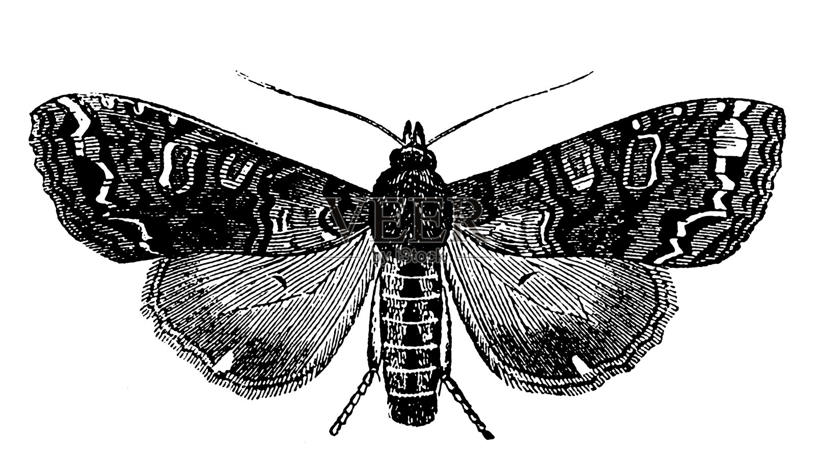 白菜飞蛾（马梅斯特拉布拉西卡）插画图片素材