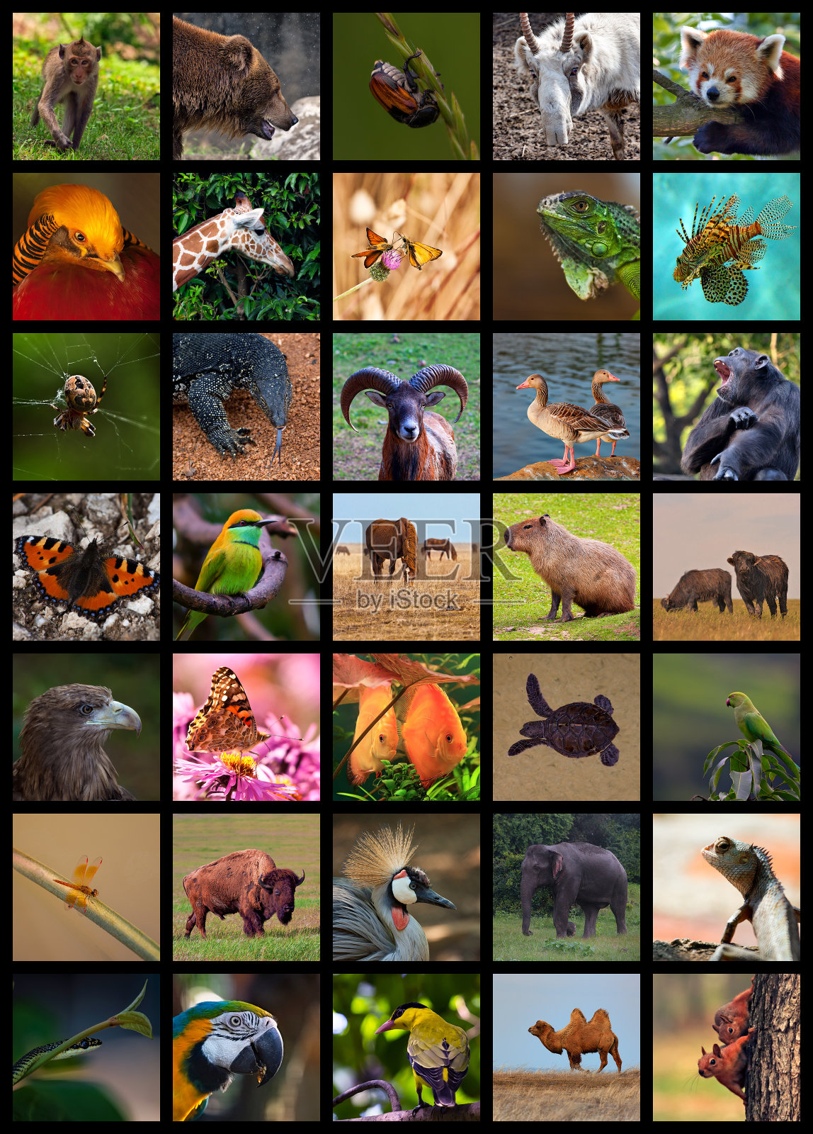 各种野生动物肖像的拼贴画照片摄影图片