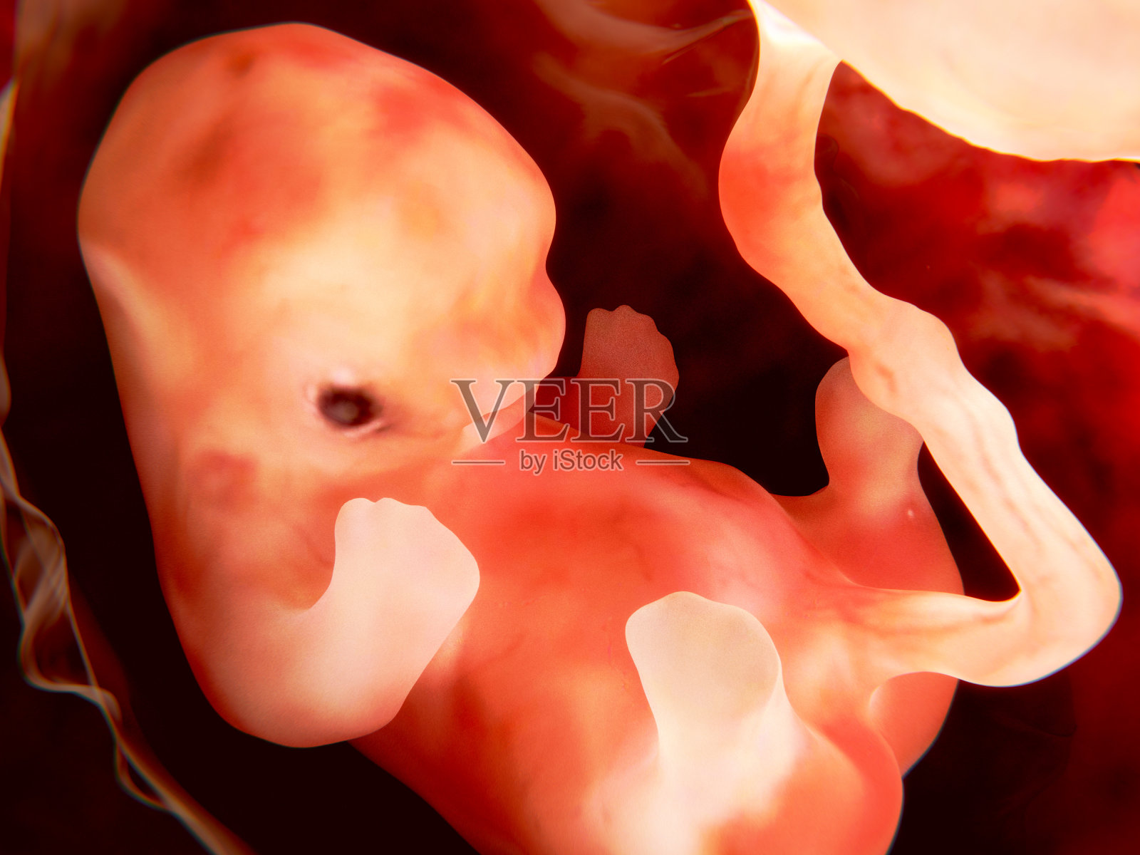 胎儿,9周照片摄影图片
