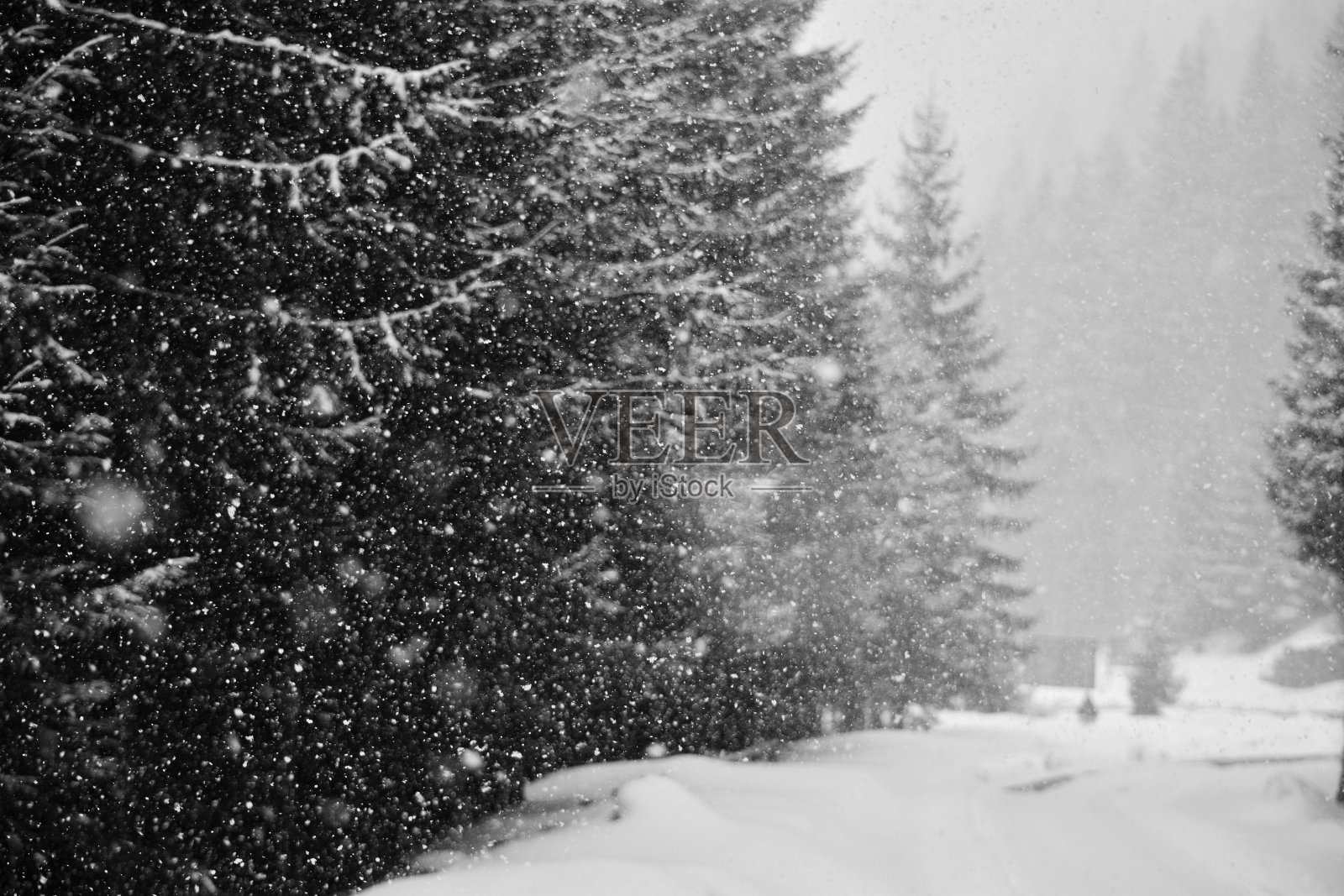在冬天下雪照片摄影图片