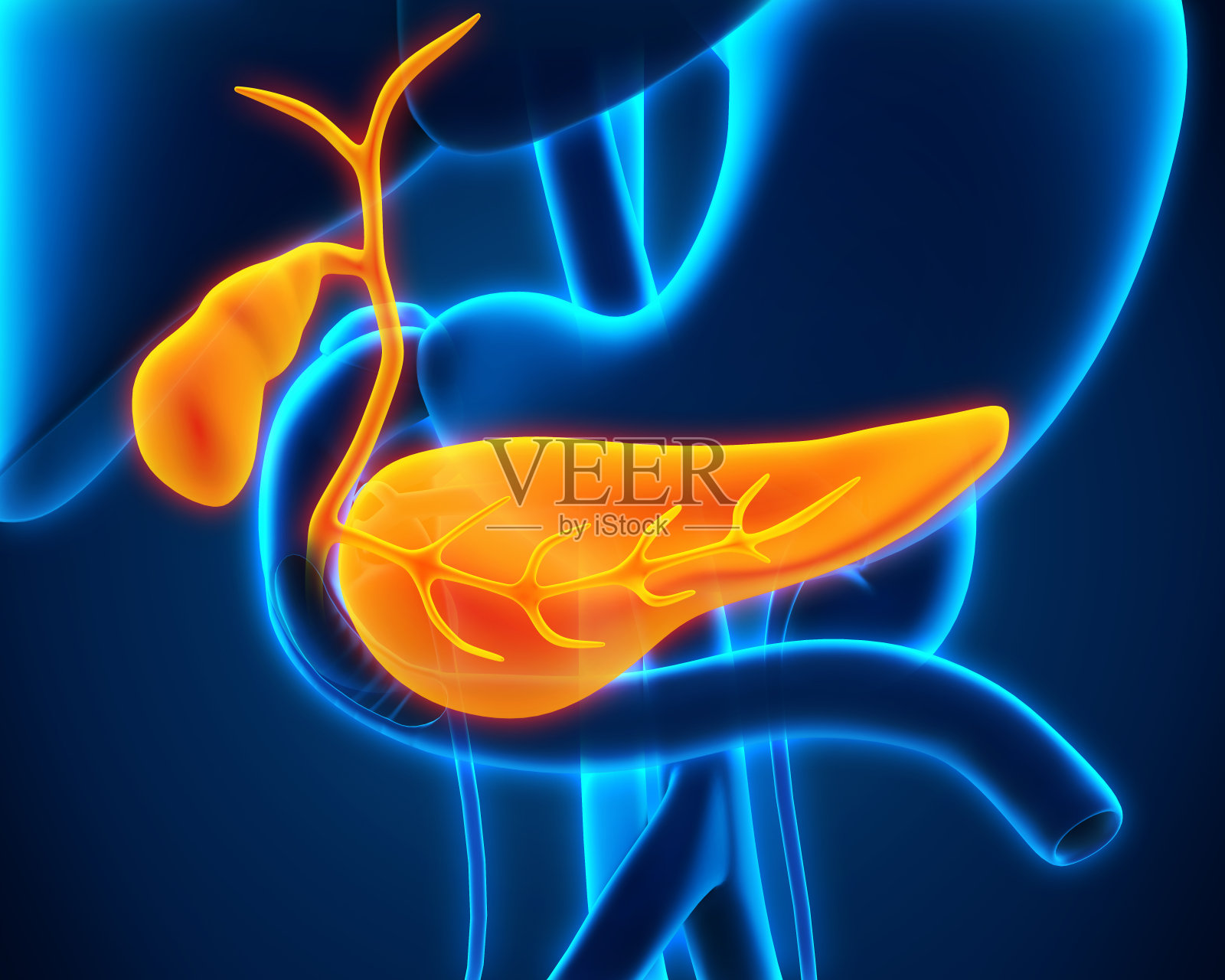 人体胆囊和胰腺解剖照片摄影图片