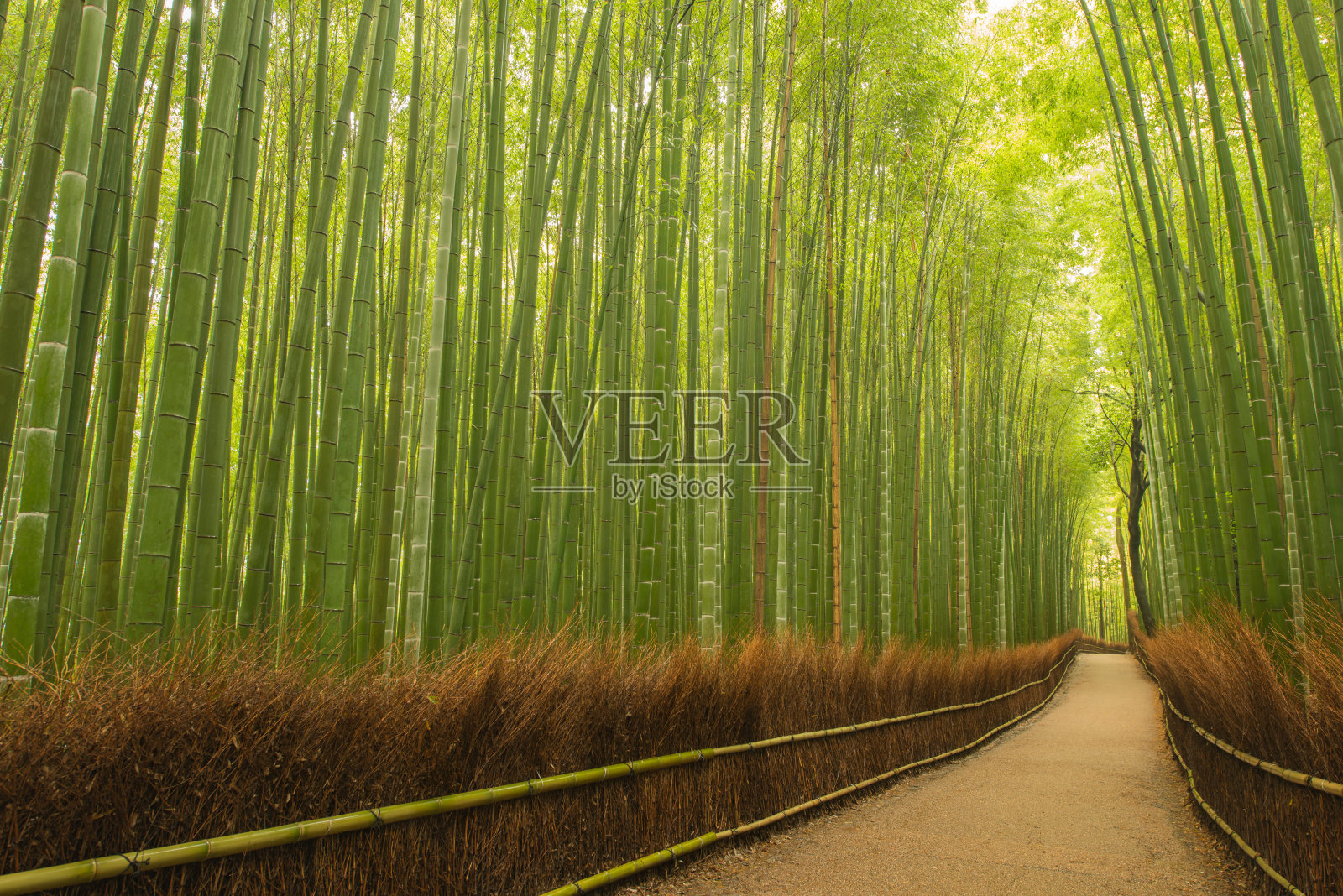 日本京都竹林中的小路照片摄影图片