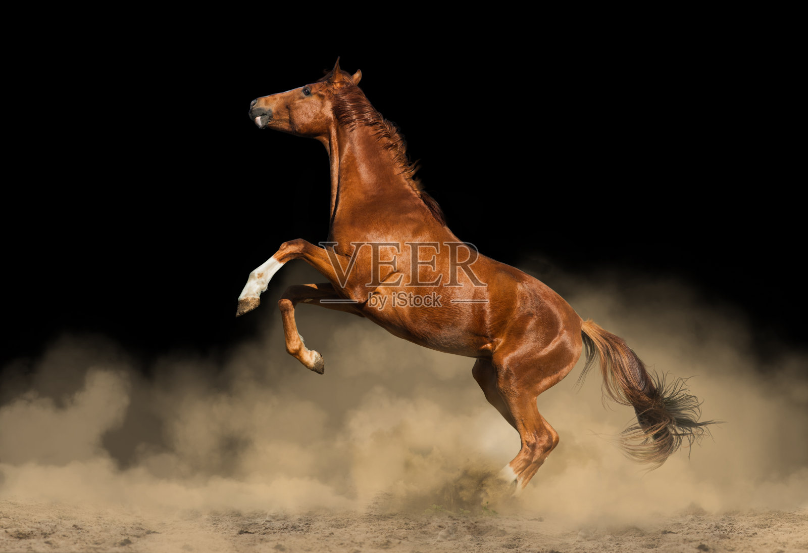 尘土中栗色的马照片摄影图片