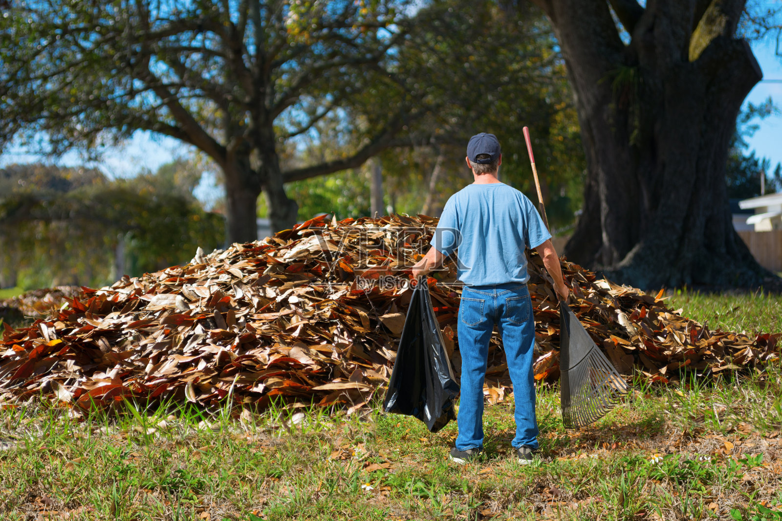 一个心烦意乱的男人，手里拿着耙子和垃圾袋，站在一大堆树叶前照片摄影图片