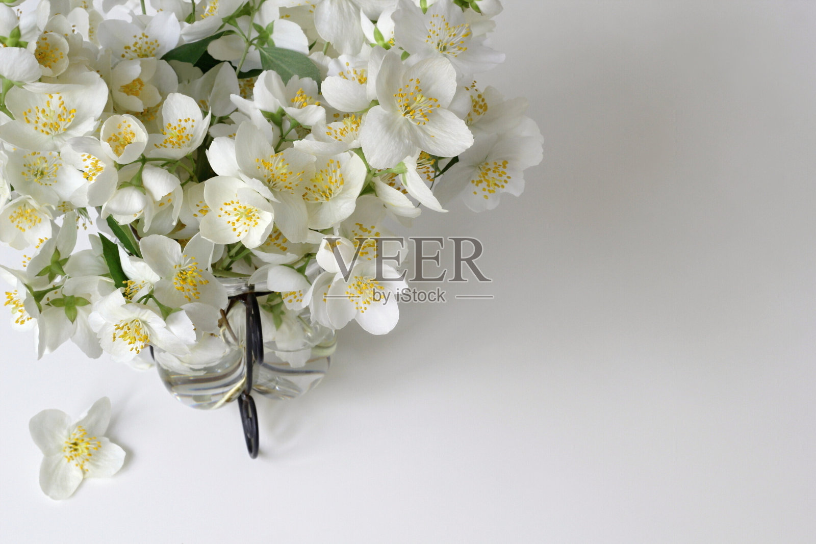 花瓶里有一束白色的茉莉花。假橙-费城花。照片摄影图片