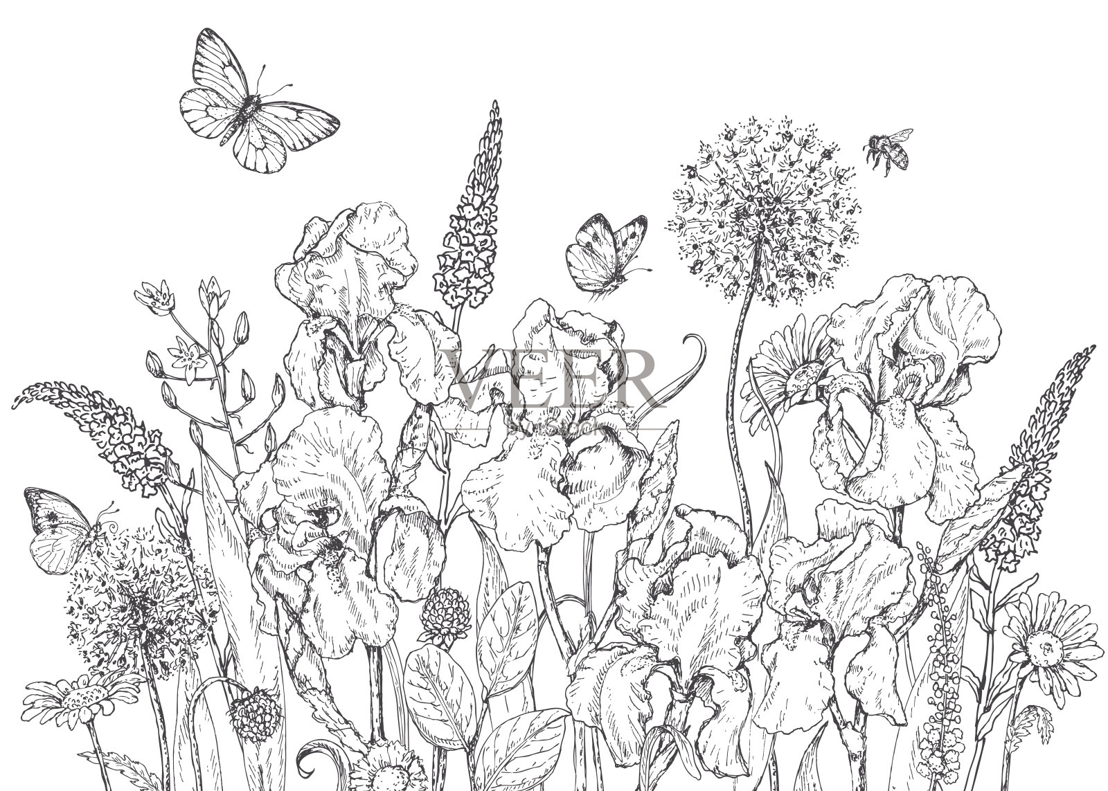鸢尾、野花、昆虫素描插画图片素材