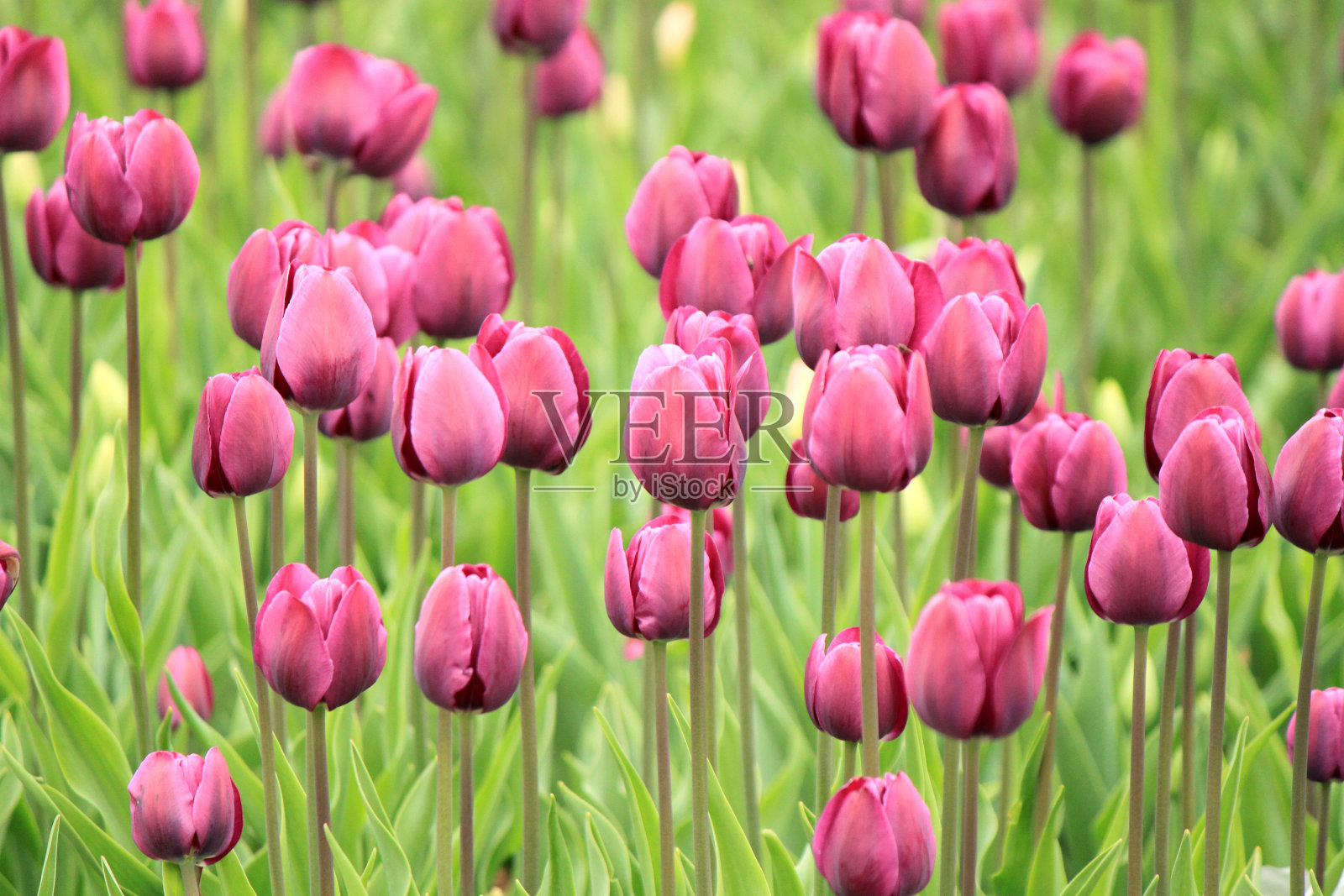 五颜六色的紫色郁金香在田野里盛开照片摄影图片