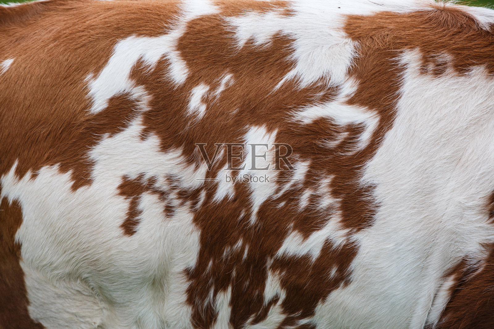 荷斯坦奶牛是一头奶牛照片摄影图片