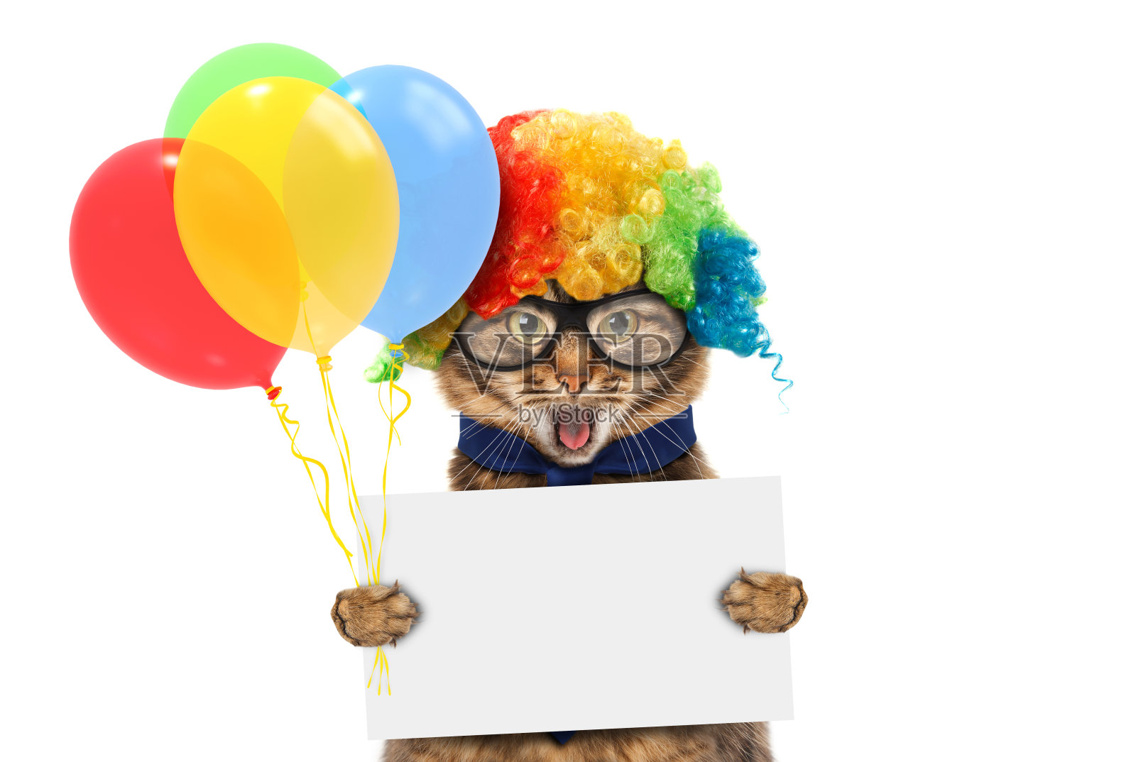 滑稽的猫穿着小丑的服装，拿着气球。白色标签的文本。照片摄影图片