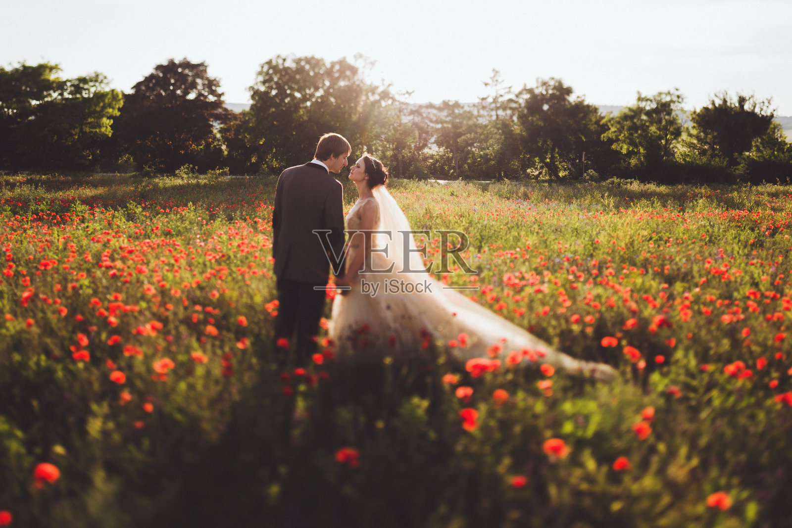 新婚夫妇漫步在令人惊叹的鲜花盛开的田野里。范围和全景周围照片摄影图片
