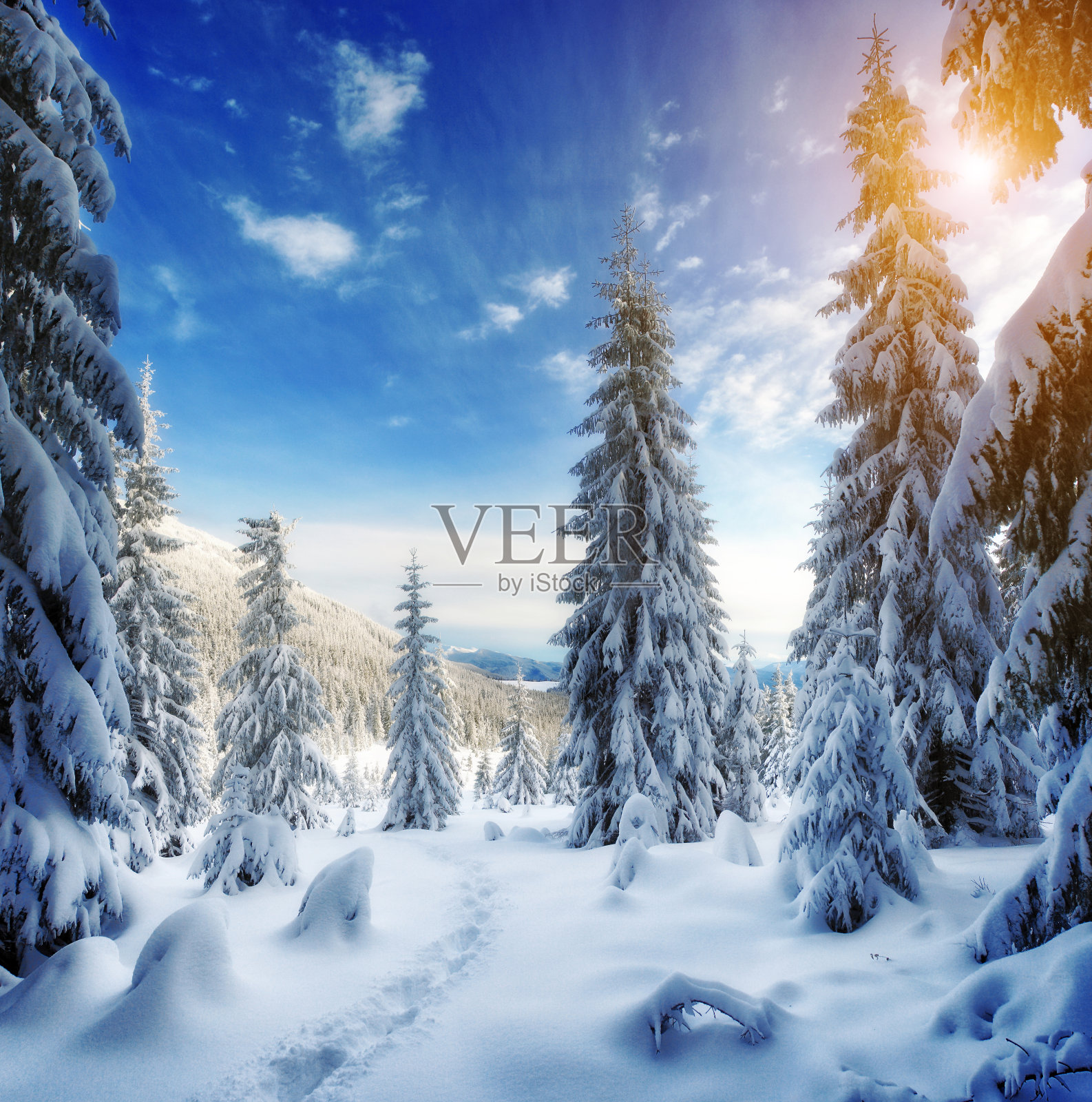 在蓝天下被阳光照耀的雄伟的冬季树木。照片摄影图片