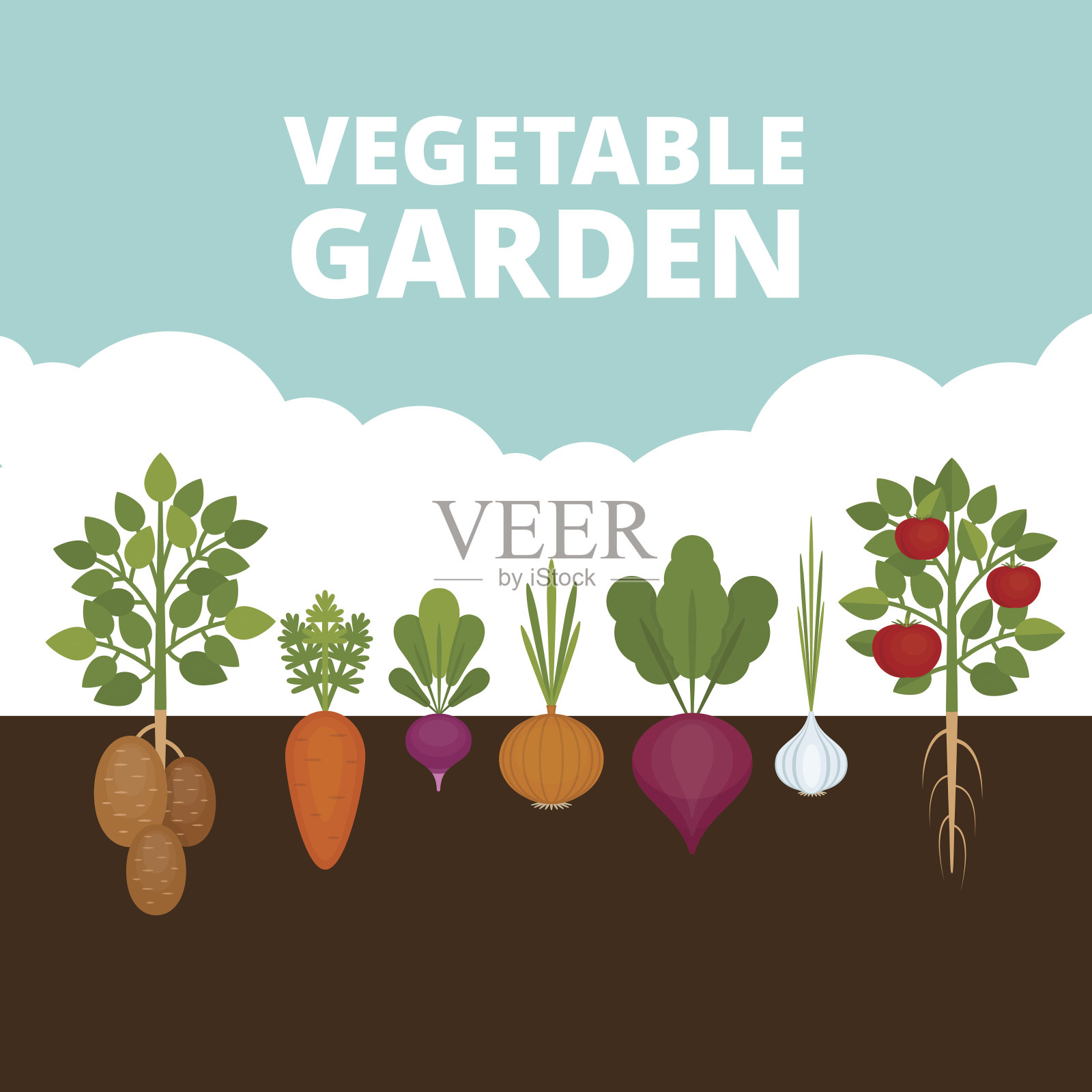 菜园横幅。有机健康食品。有根菜的海报。平面风格，矢量插图。插画图片素材