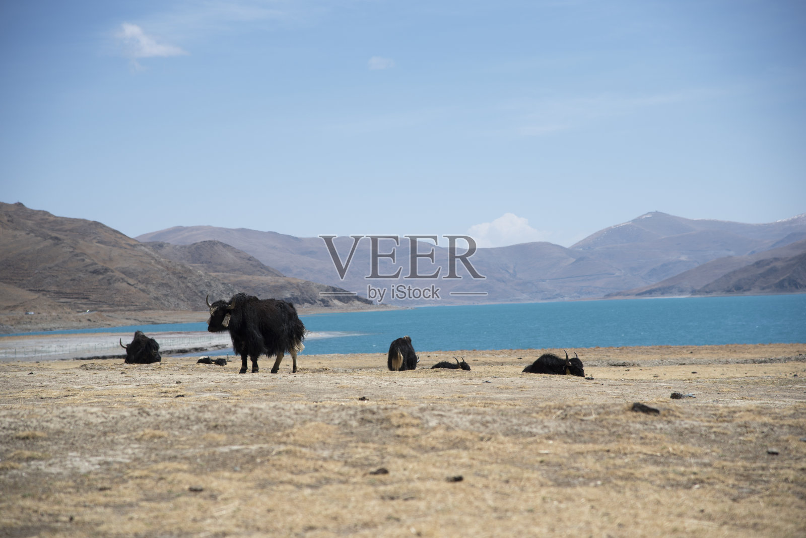 西藏喜马拉雅山脉的野生牦牛照片摄影图片