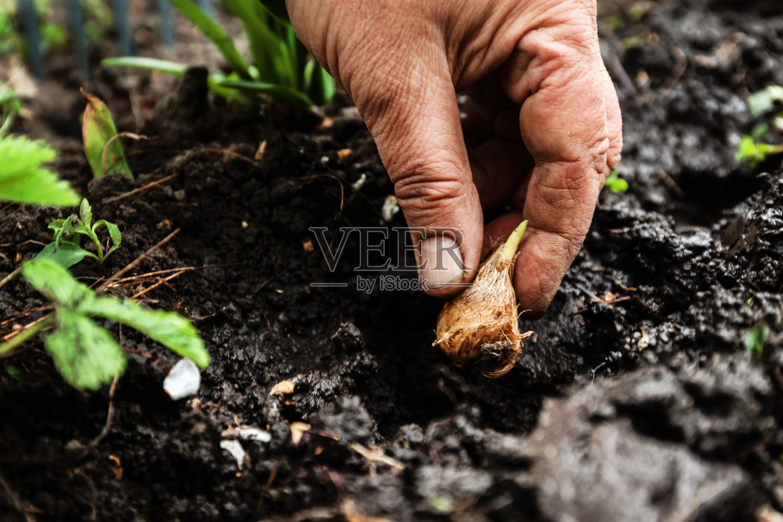女人的手在泥土中撒花球茎。近景，园艺概念，园艺照片摄影图片