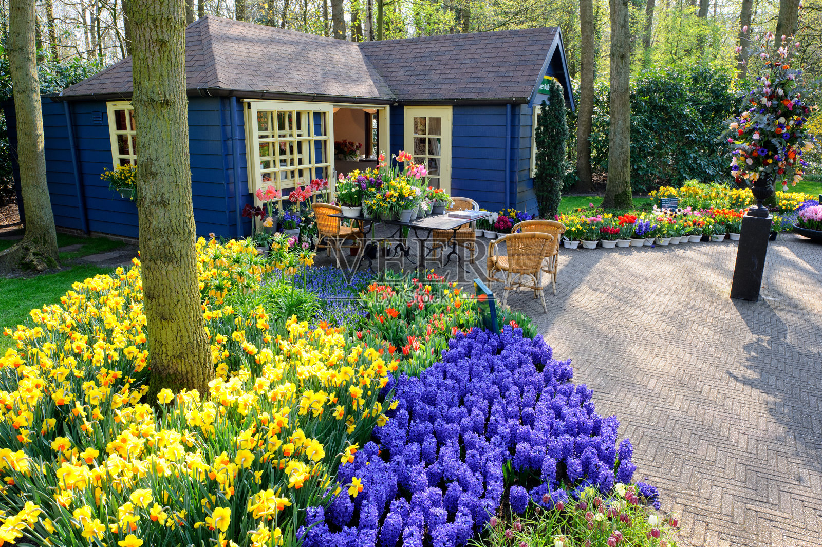 荷兰库肯霍夫花园的花店照片摄影图片