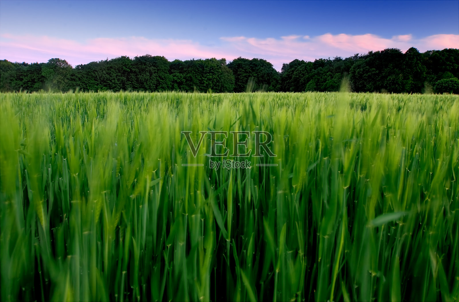 绿色的麦田和五颜六色的日出天空照片摄影图片