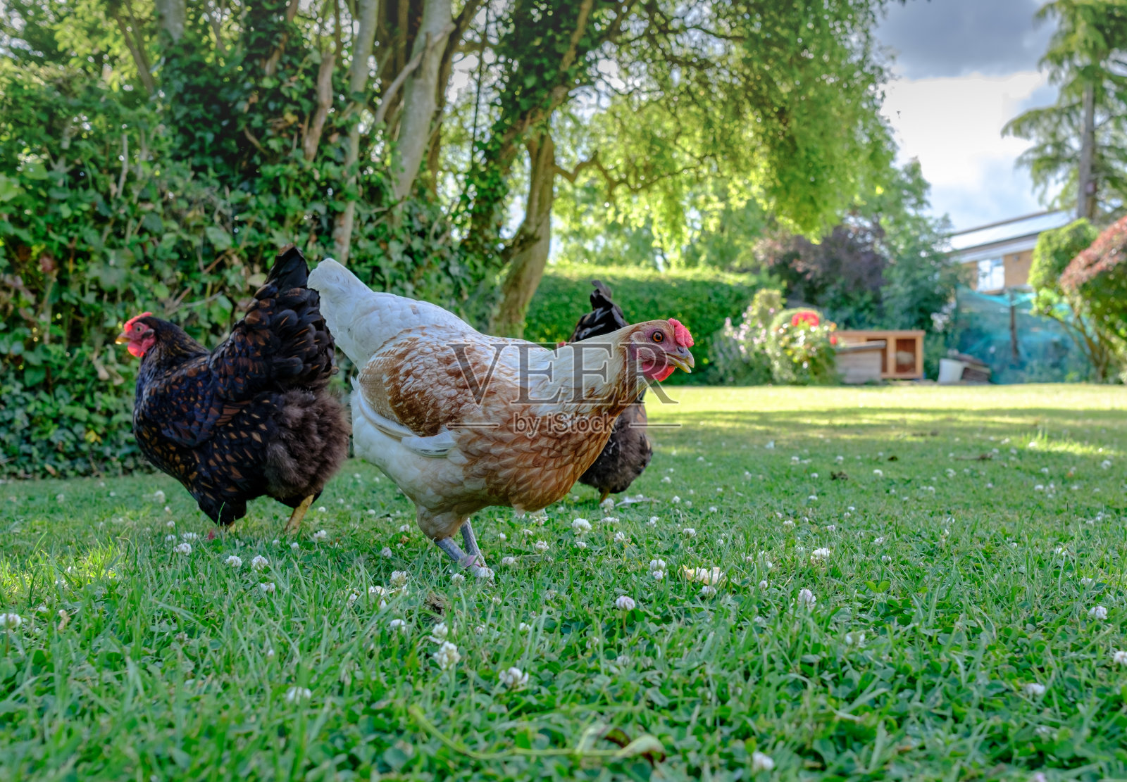 一群在一个大的私人花园中寻找食物的矮脚鸡。照片摄影图片