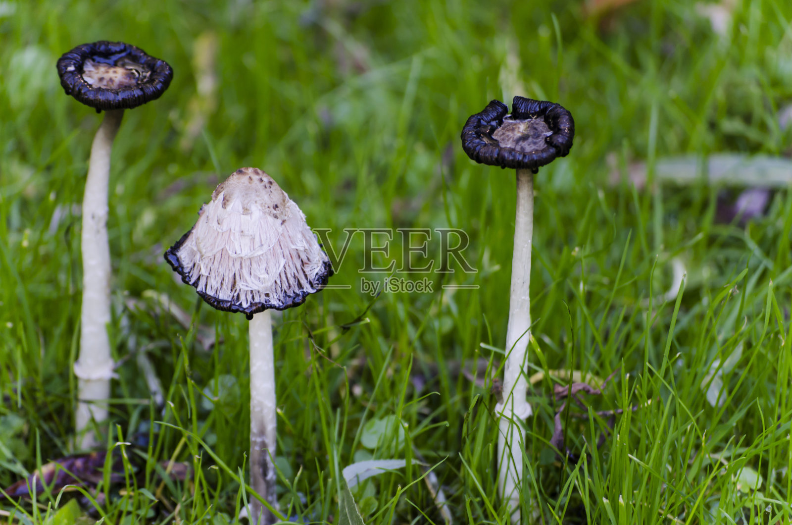 墨水帽蘑菇照片摄影图片