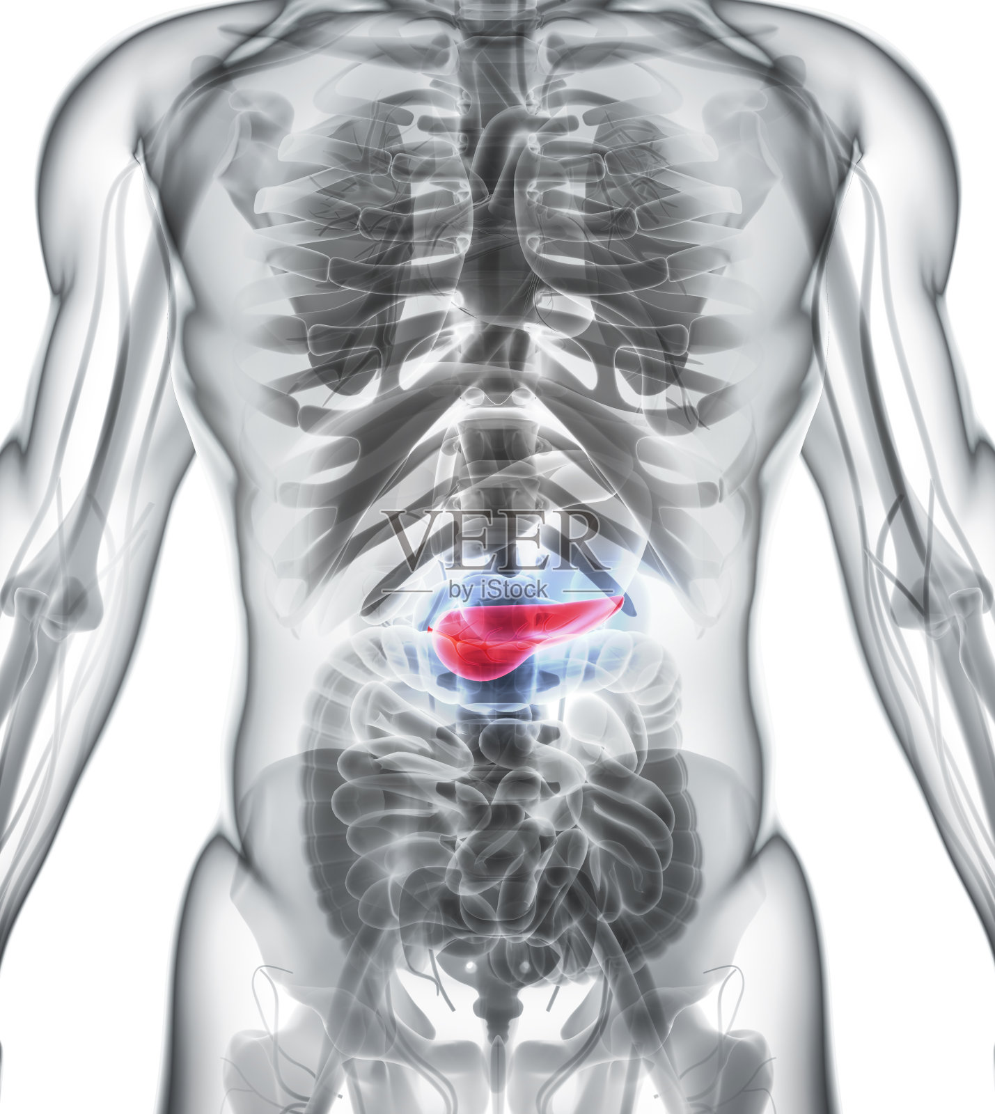 胰腺-消化系统的一部分的3D插图。照片摄影图片