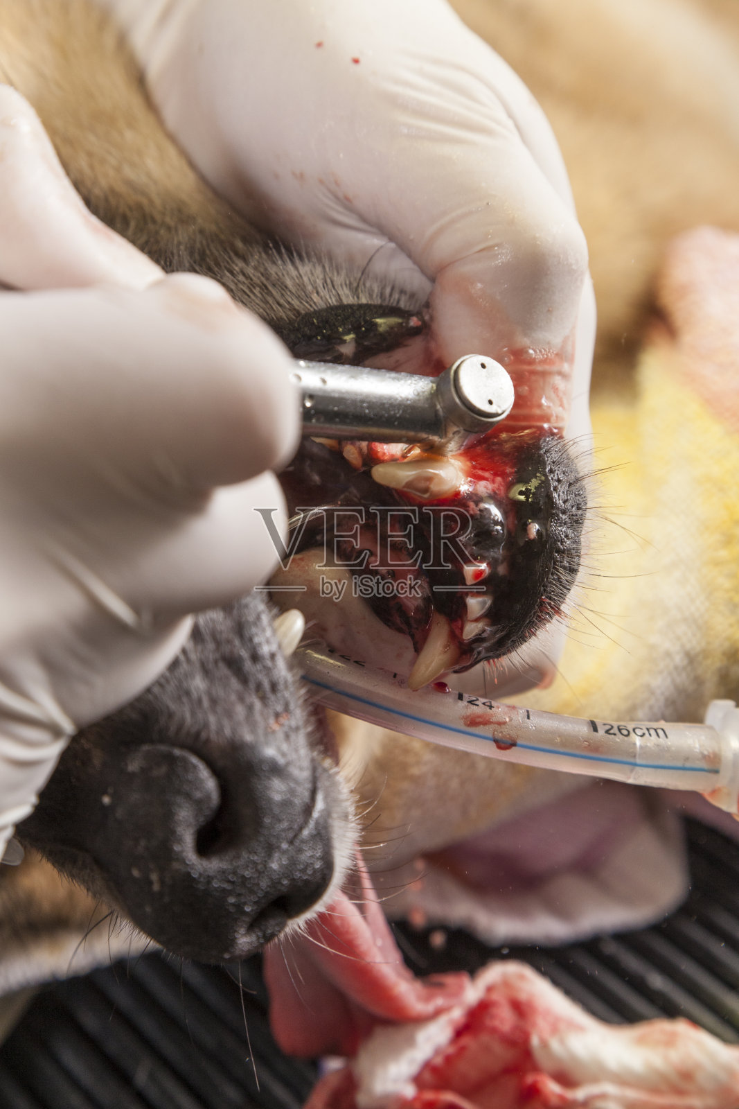 动物医院狗的牙科手术照片摄影图片