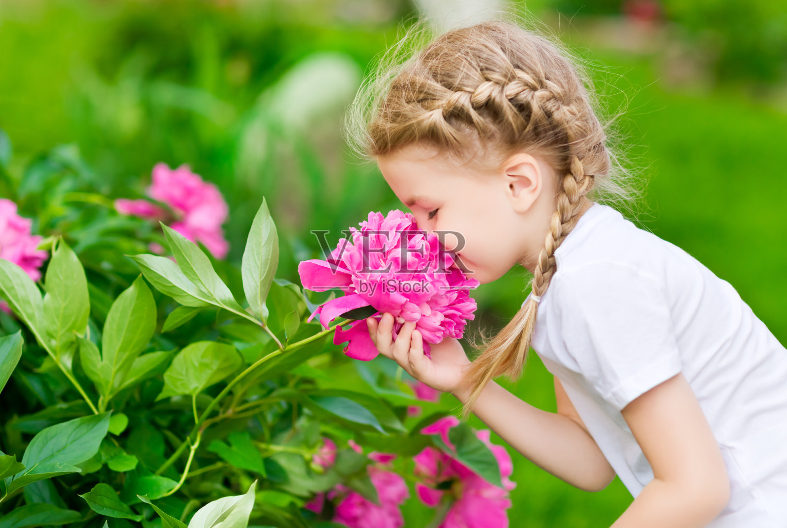 梳着辫子的金发女孩在花园里闻着粉红色的花朵照片摄影图片