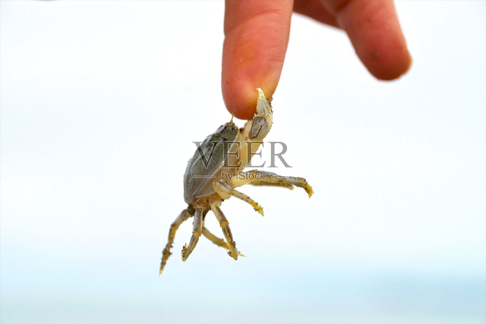 小蟹能抓住猎物照片摄影图片