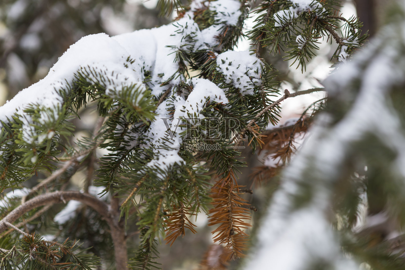 白雪覆盖的树宏照片摄影图片