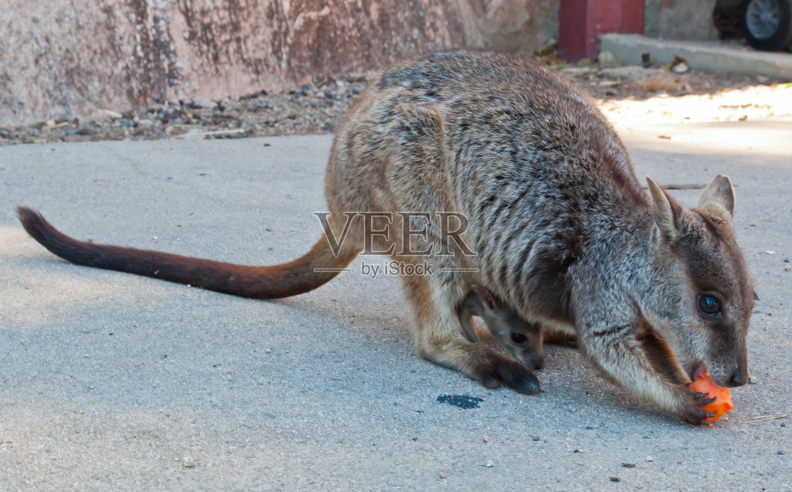 怀孕的岩沙袋鼠，磁岛，澳大利亚照片摄影图片
