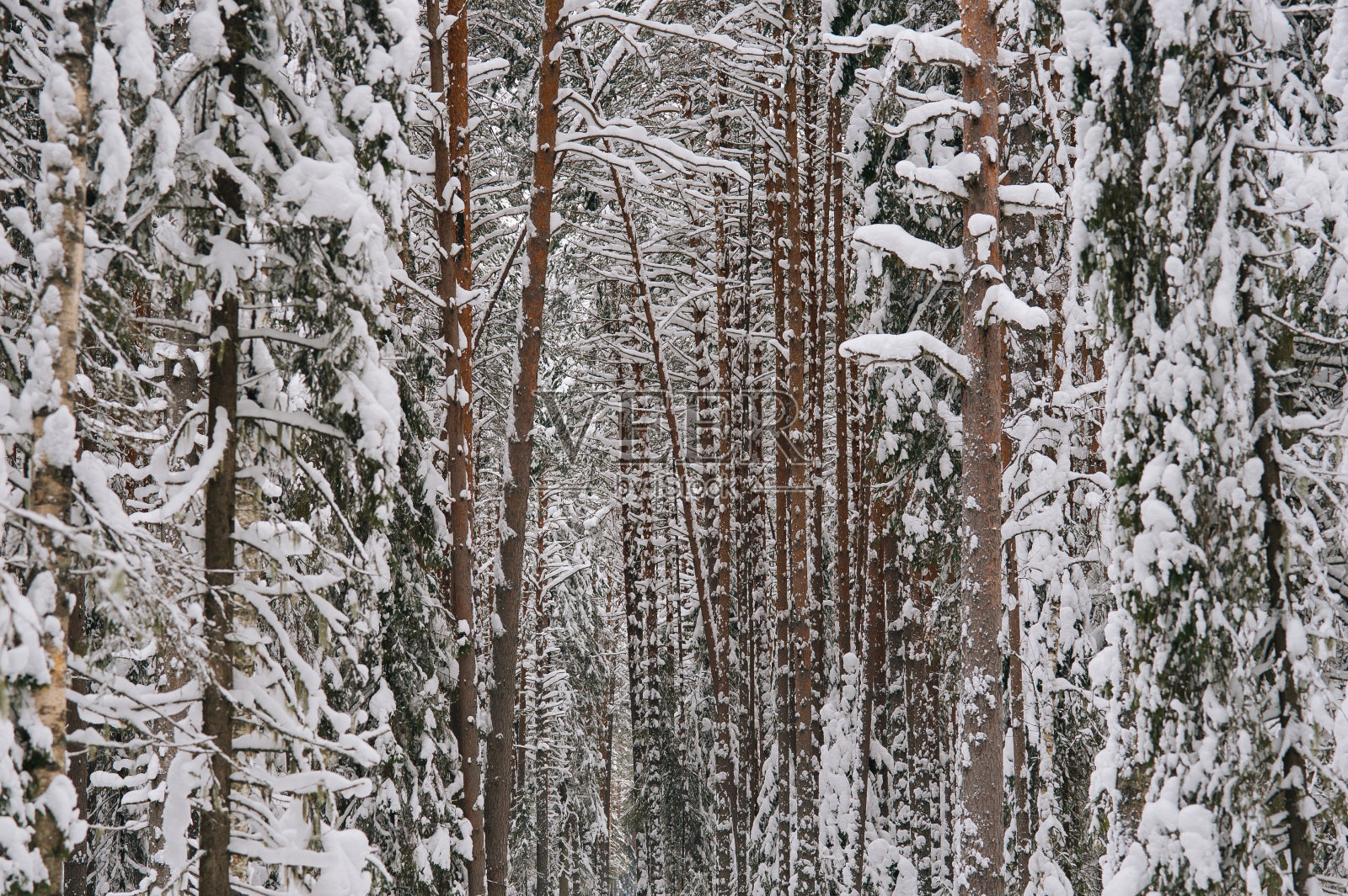下雪的森林。照片摄影图片