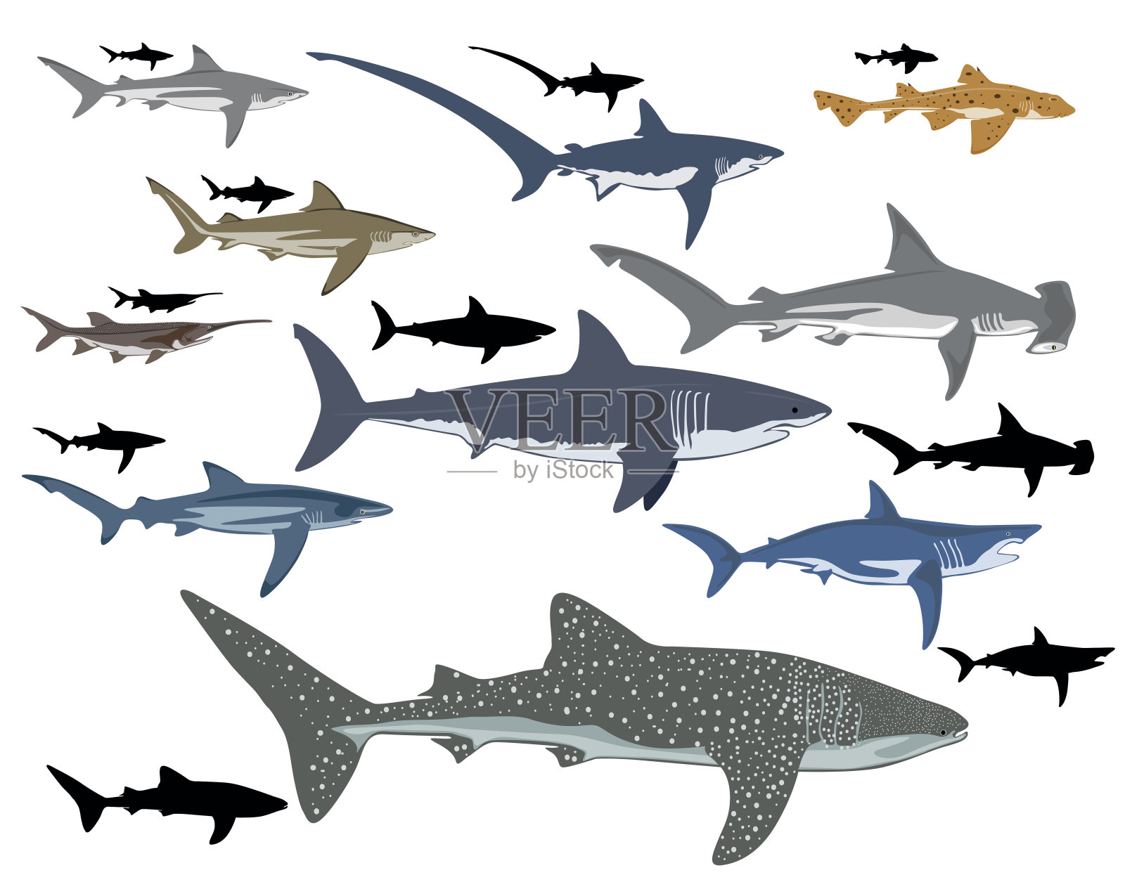 鲨鱼插画图片素材