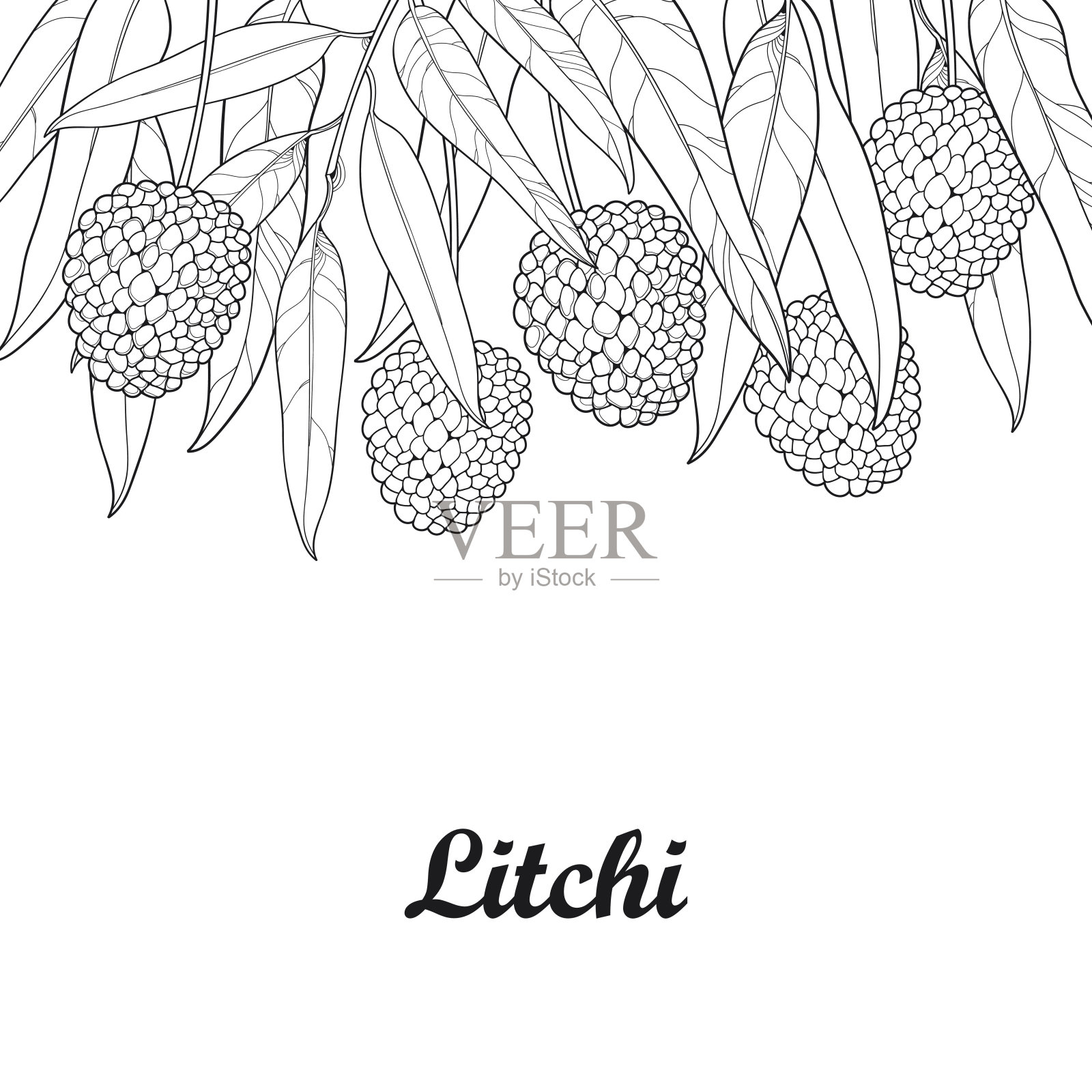带轮廓的矢量束荔枝或荔枝果实和叶子孤立在白色背景上。插画图片素材