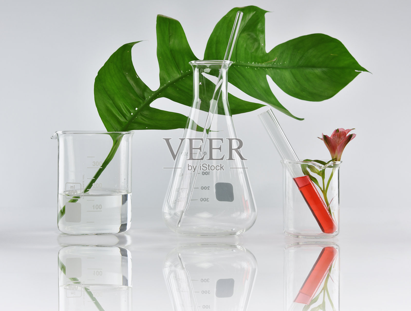 天然有机植物和科学玻璃器皿，替代草药，天然护肤美容产品照片摄影图片