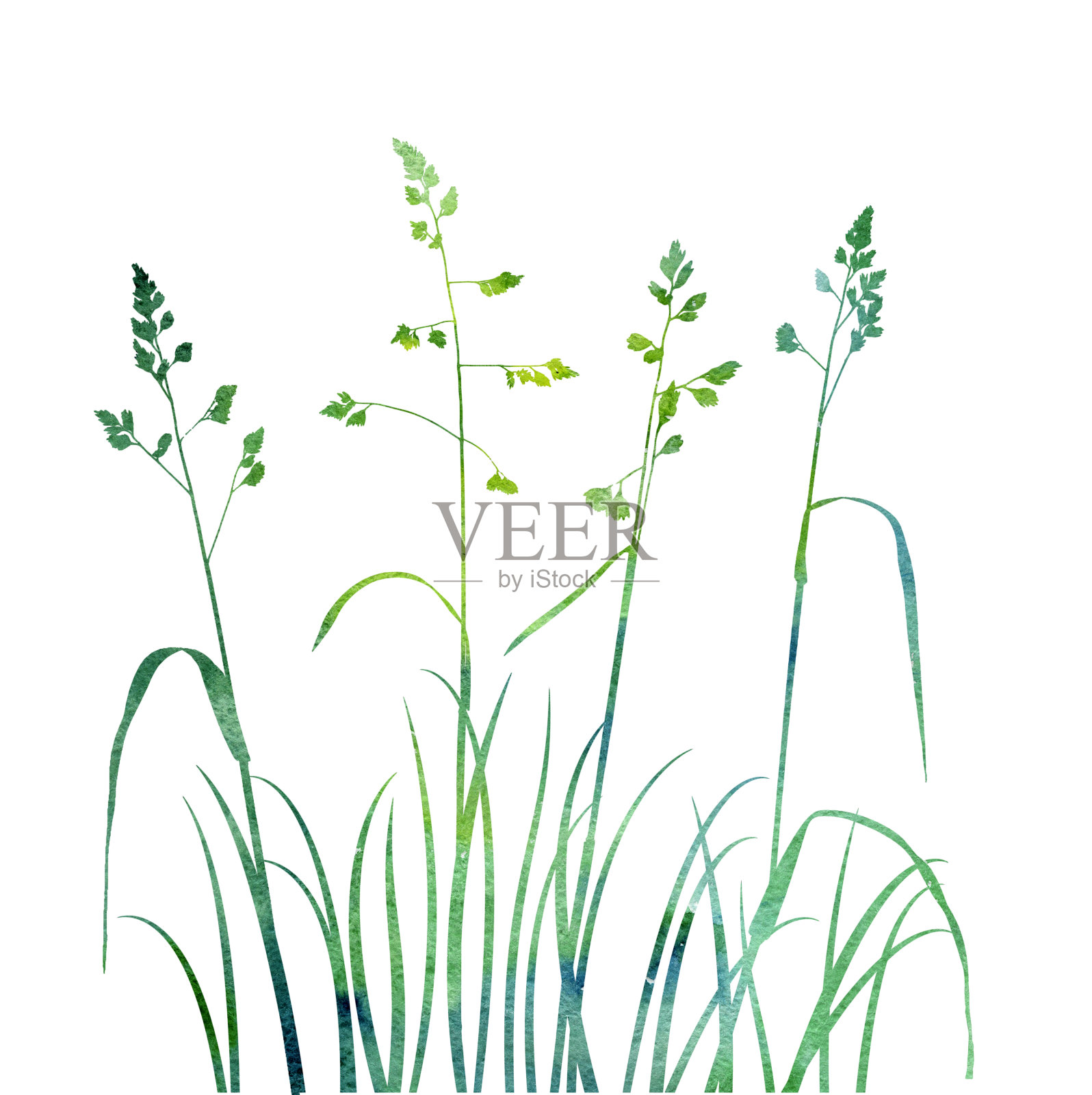 水彩画野生谷类植物插画图片素材