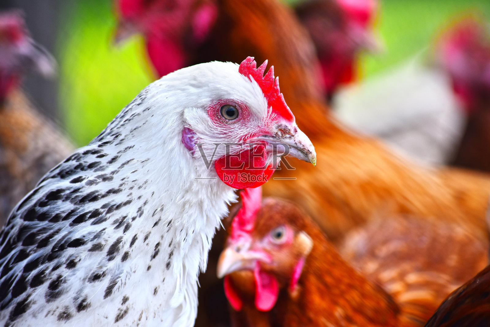 传统放养家禽农场的鸡只照片摄影图片