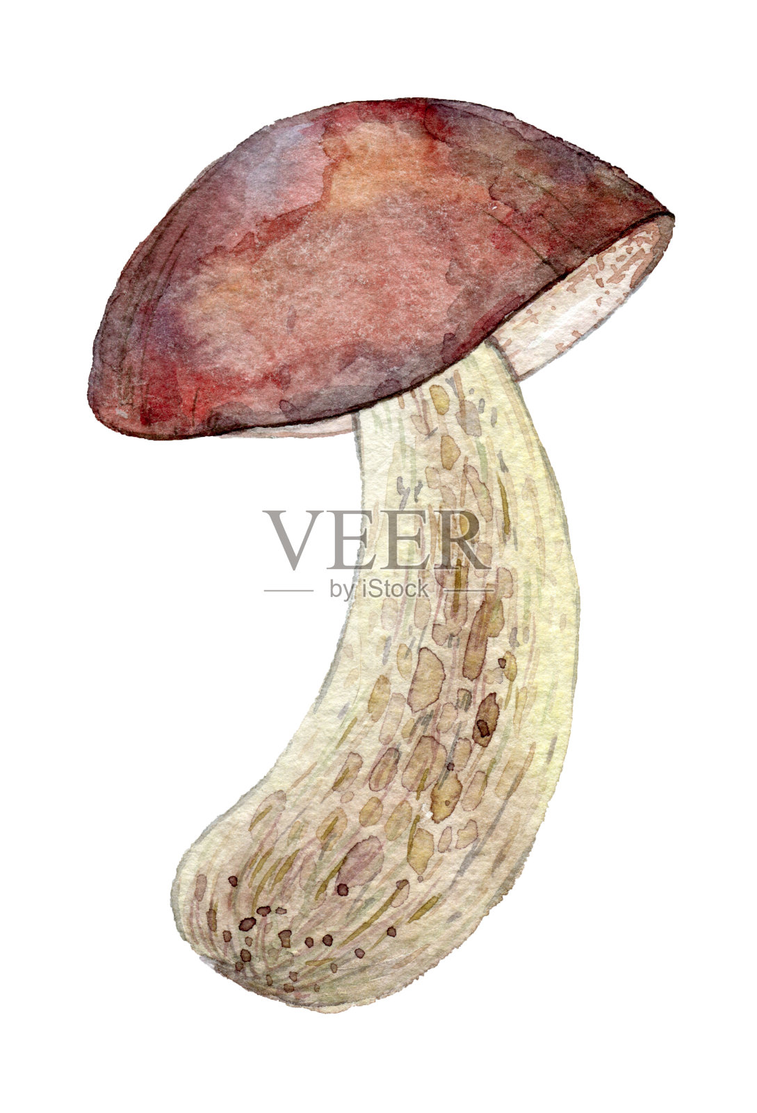 白色背景上画着水彩画中的蘑菇。插画图片素材