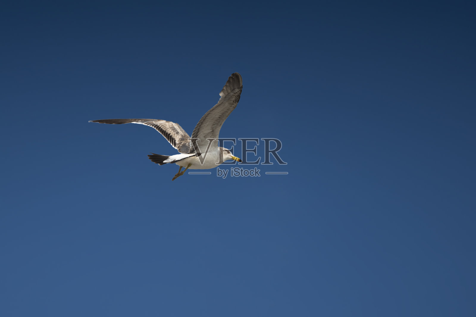 天空中一只飞翔的海鸥照片摄影图片