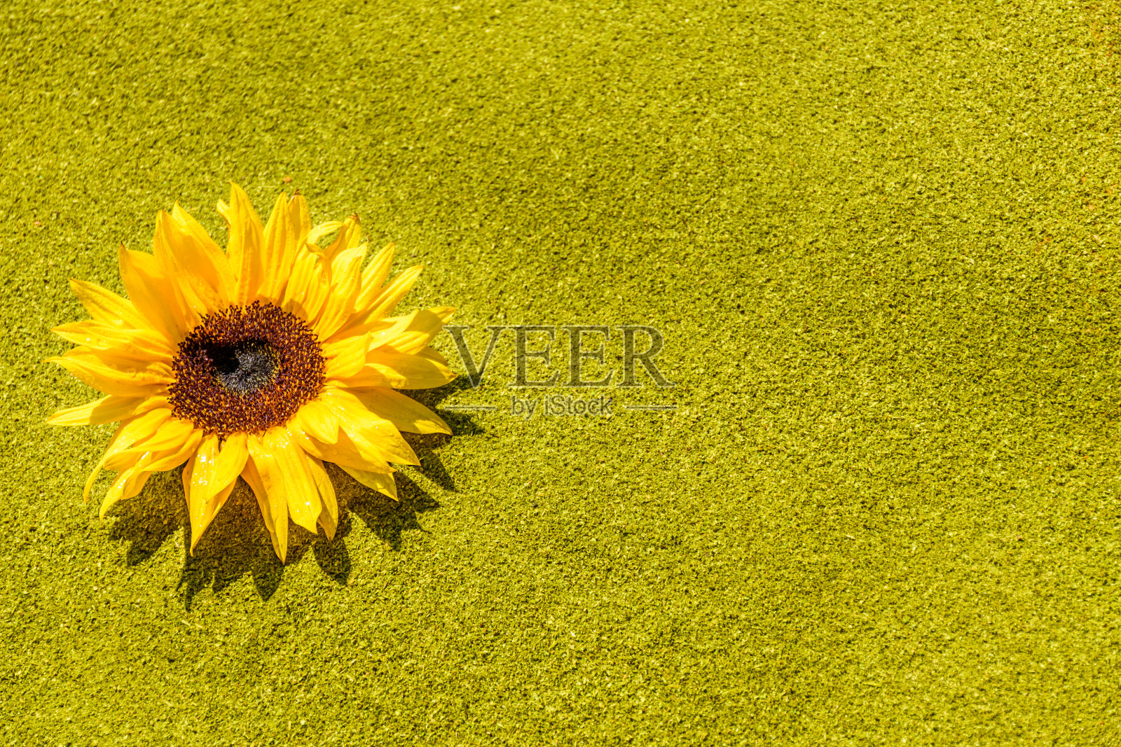 危地马拉安提瓜四旬斋地毯上向日葵的特写照片摄影图片