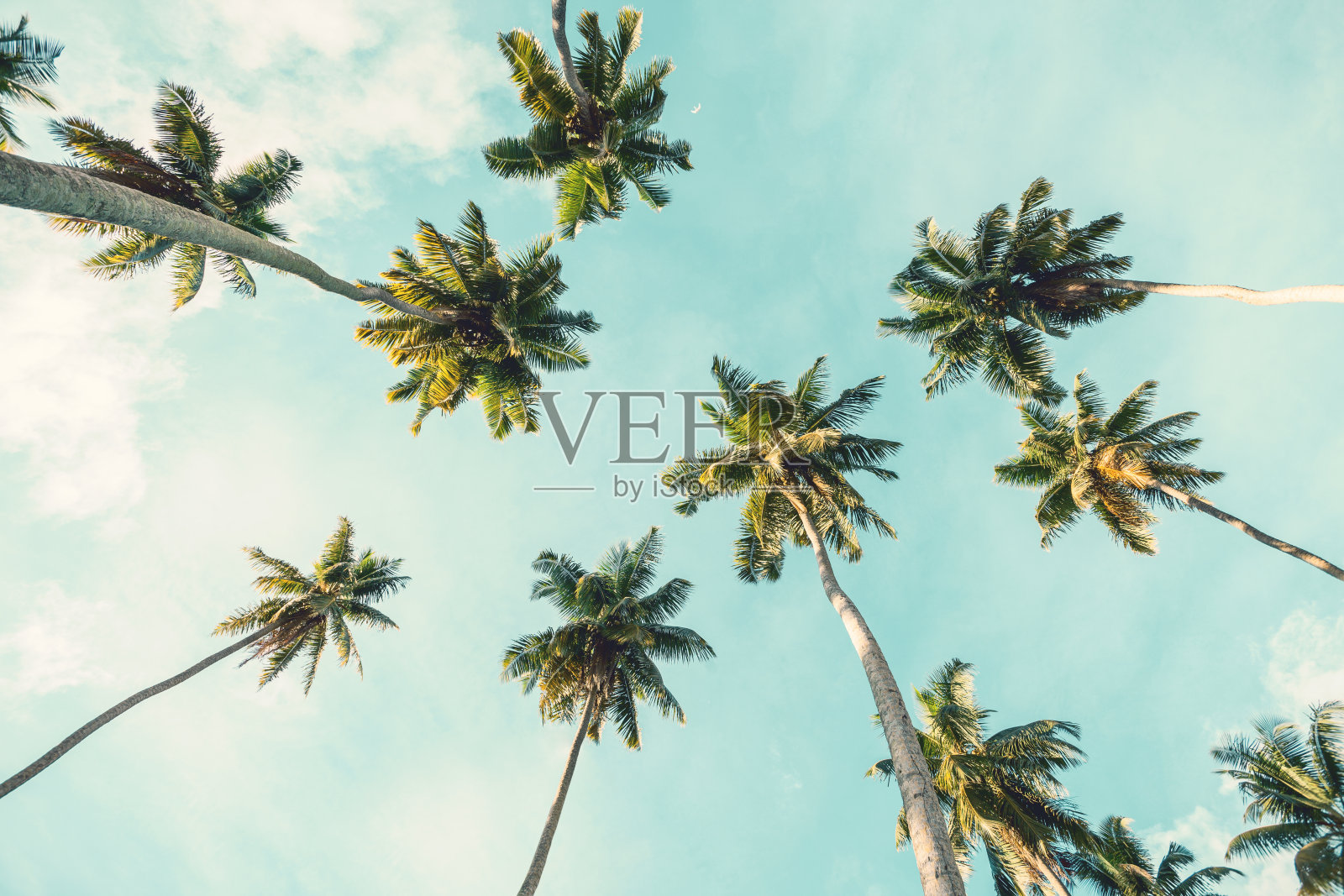 天空背景上的椰子树。低角度的观点。健美的形象照片摄影图片
