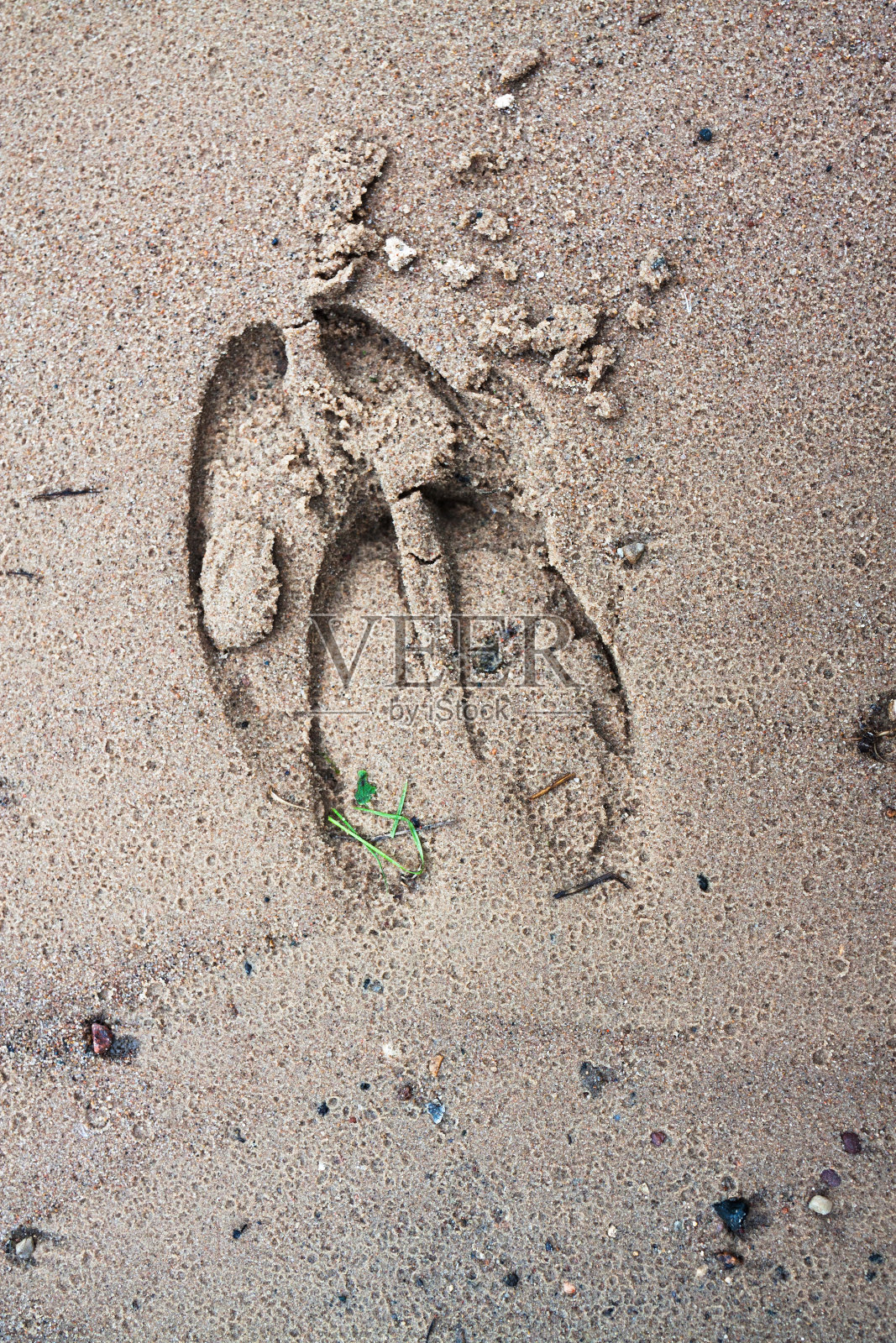 湿沙上有麋鹿的脚印照片摄影图片