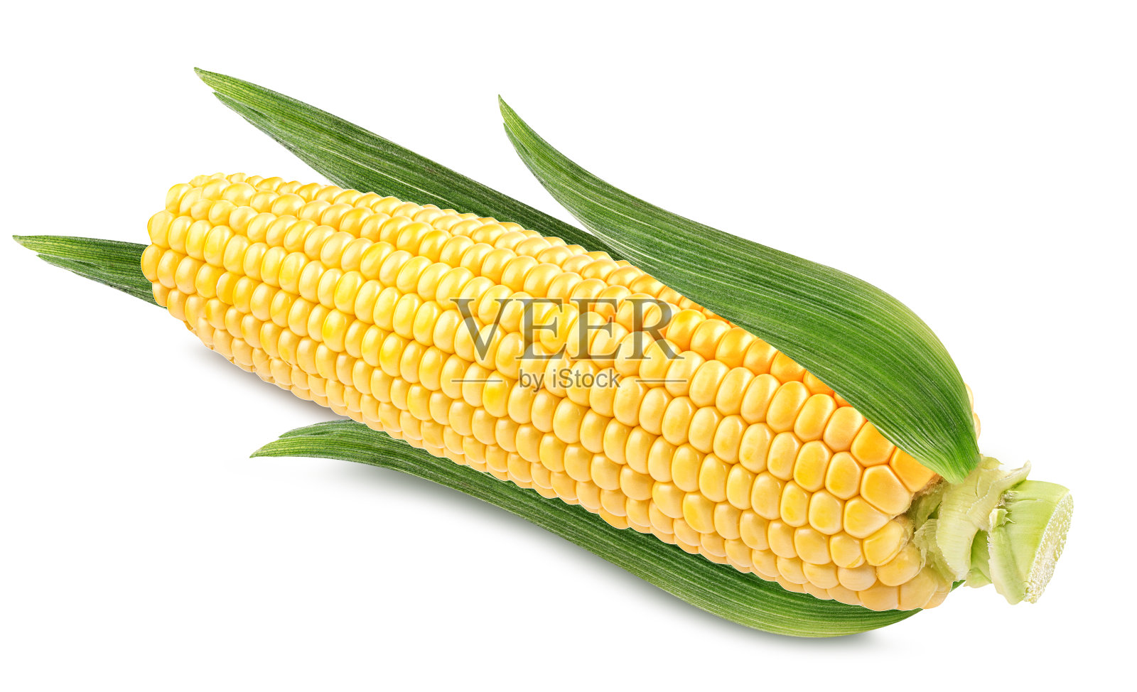 白色背景上的玉米照片摄影图片