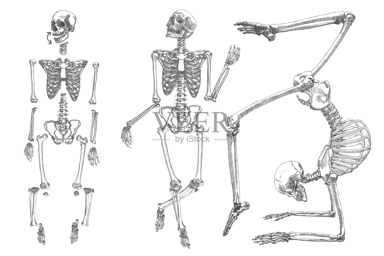 人类的骨骼。黑白色。自己动手，动胳膊、腿、头盖骨和手腕。向量设计元素图片