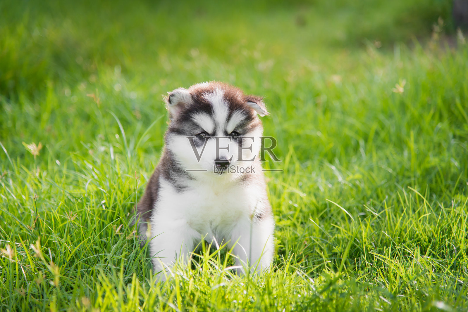 西伯利亚哈士奇小狗躺着，看着绿色的草地照片摄影图片