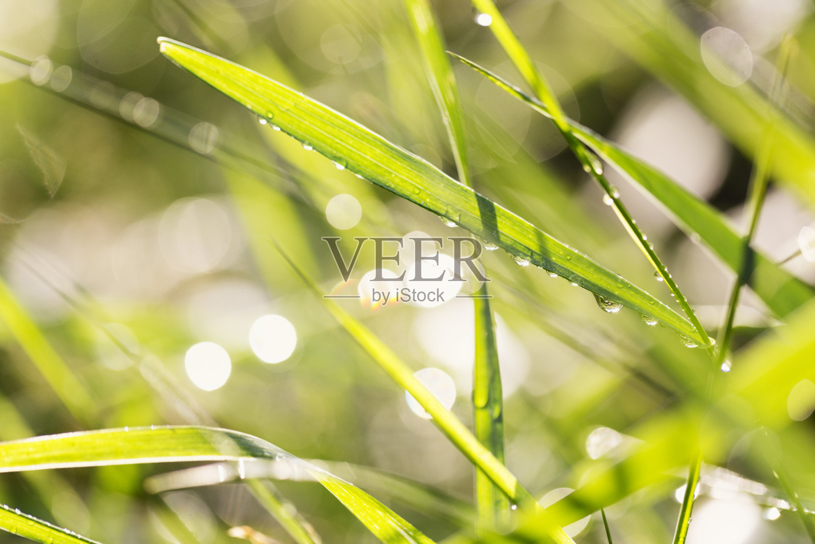 绿色的小草在晨光中洒着滴滴水珠照片摄影图片