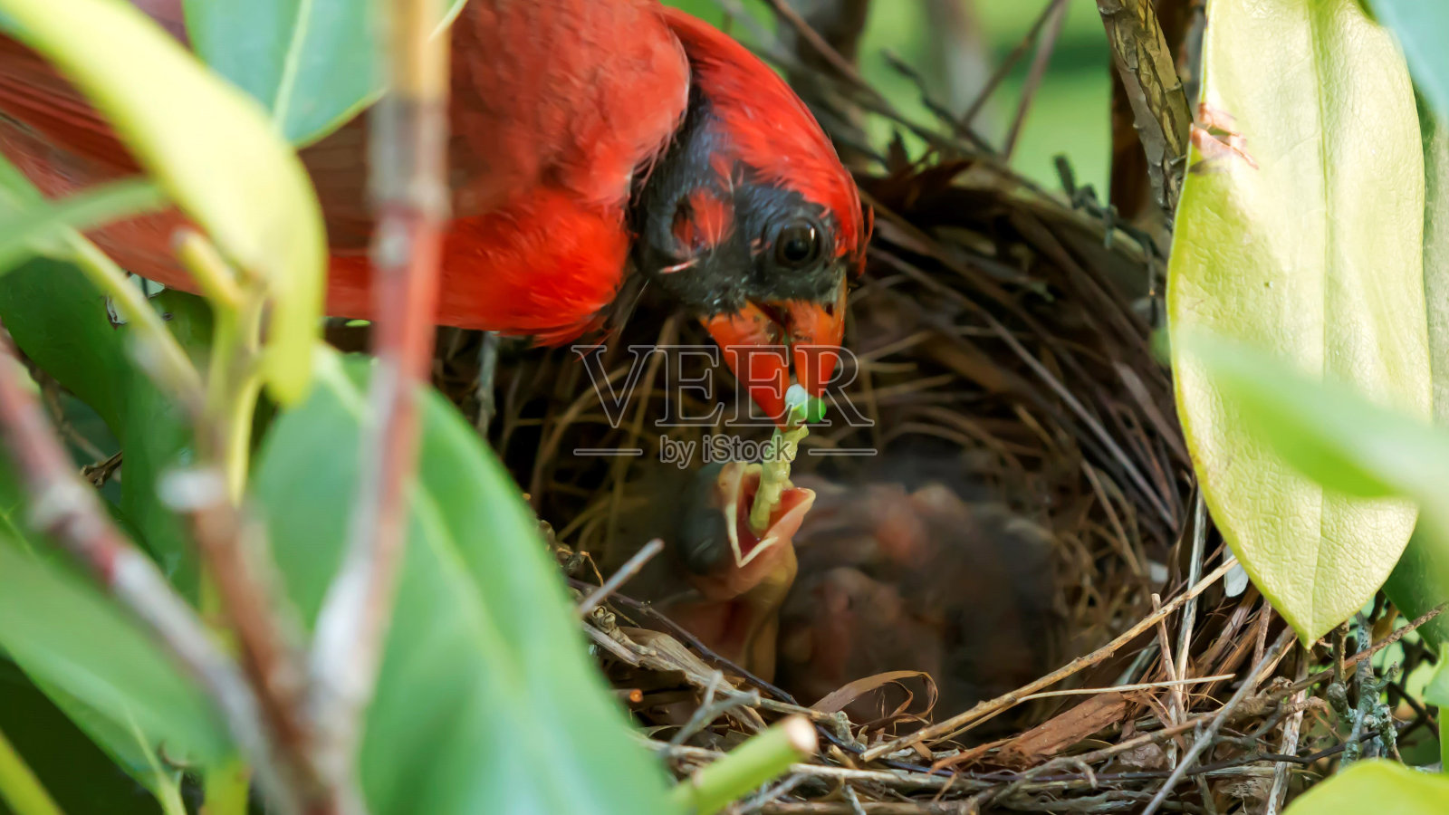 红雀在巢中给小虫喂食照片摄影图片